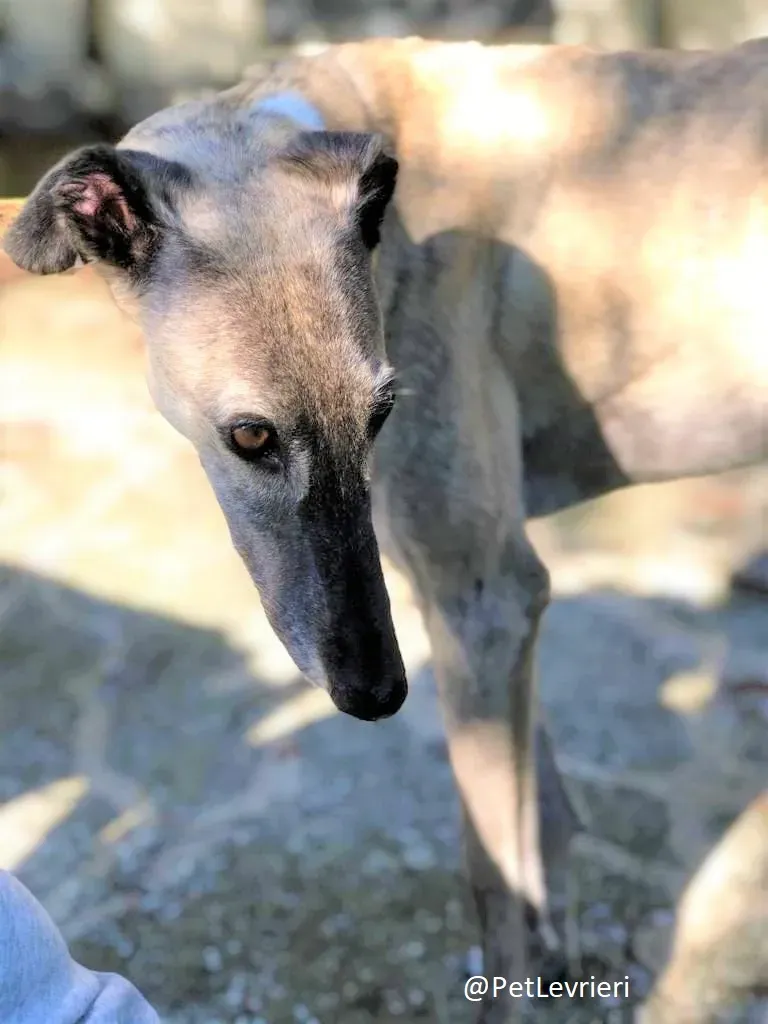 Billu adozione levrieri galgo 41