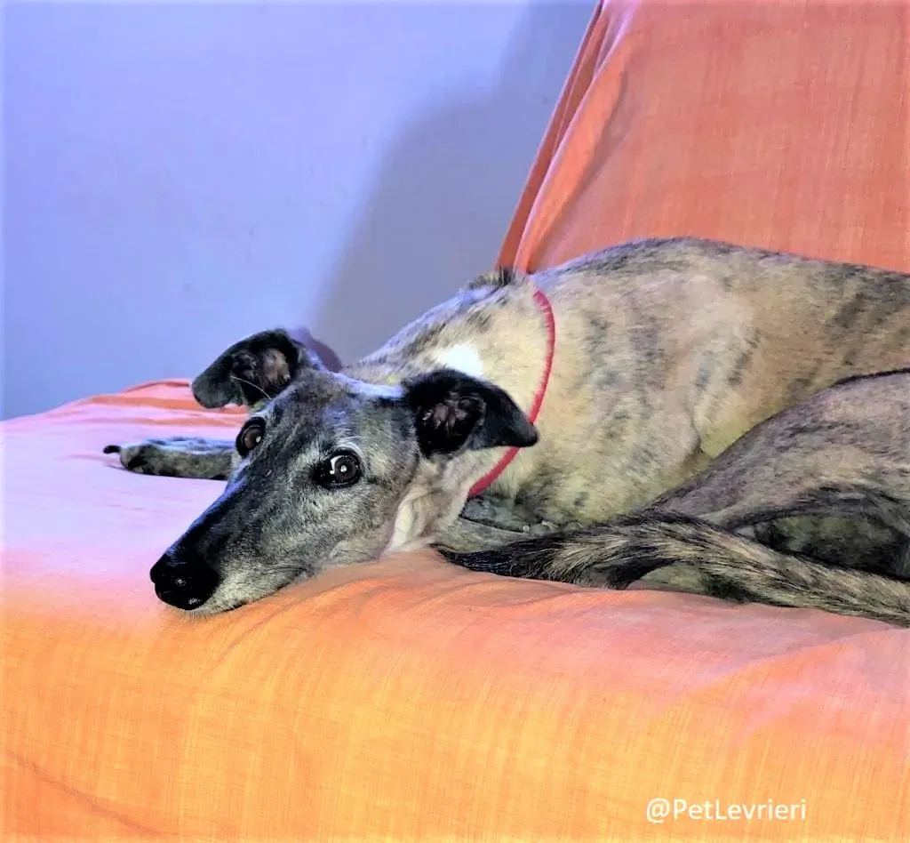 Billu adozione levrieri galgo 42 1