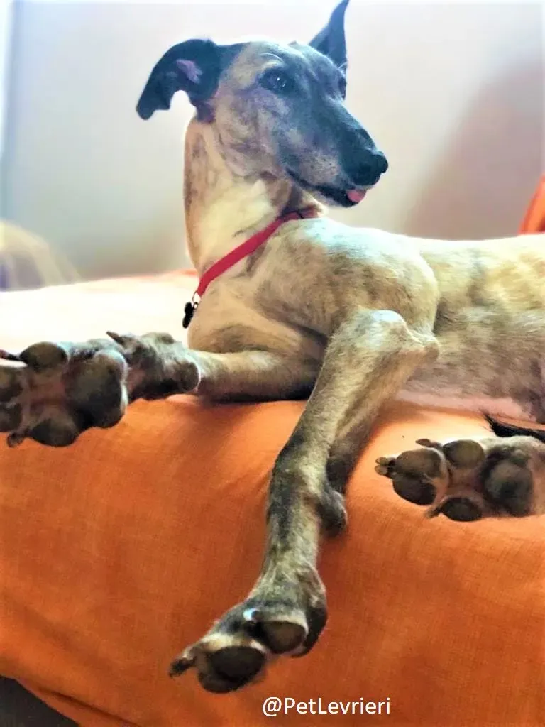 Billu adozione levrieri galgo 43