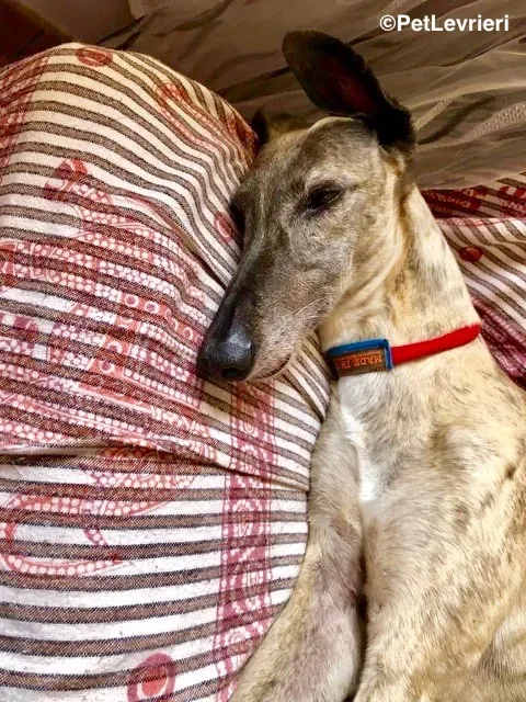 Billu adozioni levrieri galgo 18