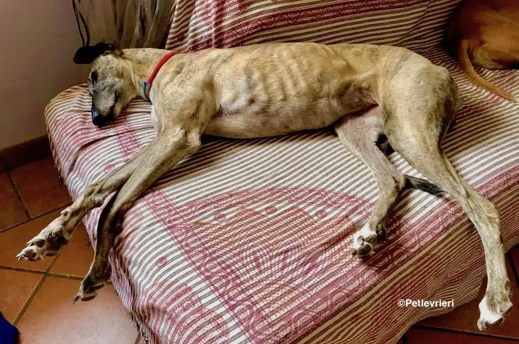 Billu adozioni levrieri galgo 19