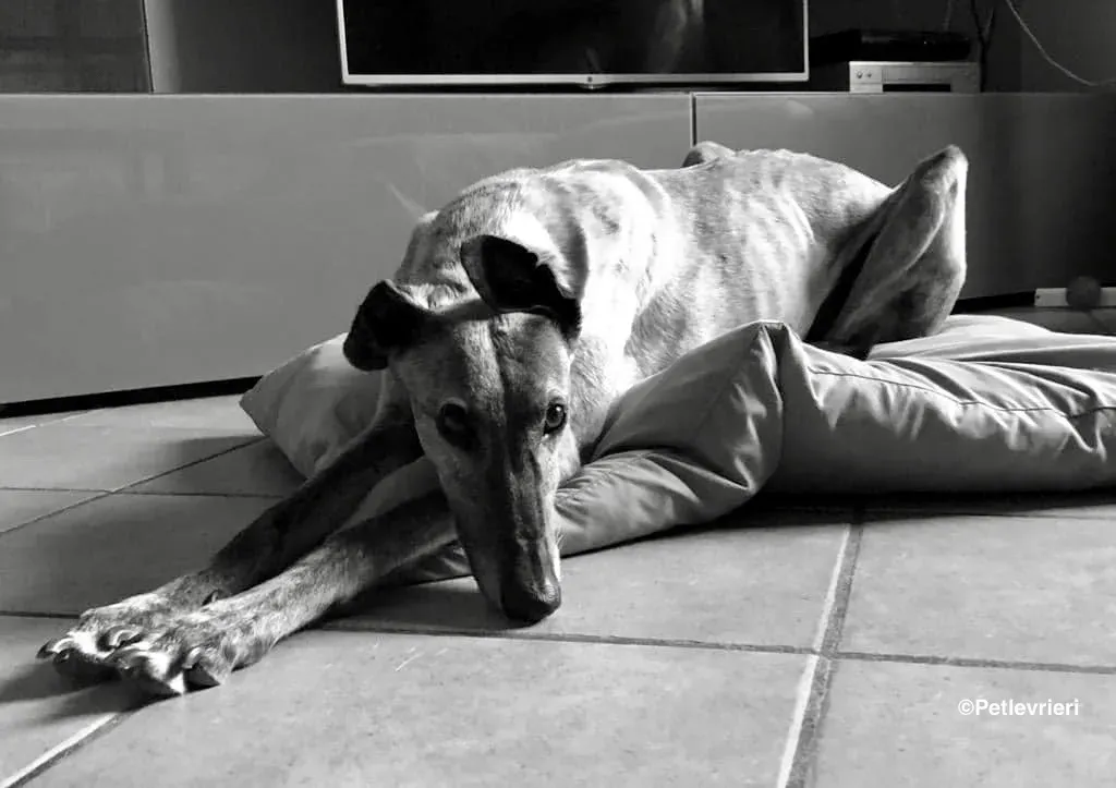 Billu adozioni levrieri galgo 20