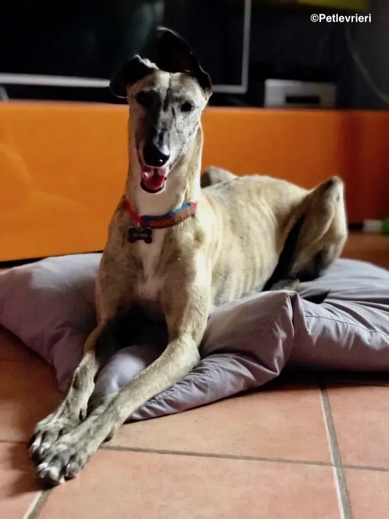 Billu adozioni levrieri galgo 21