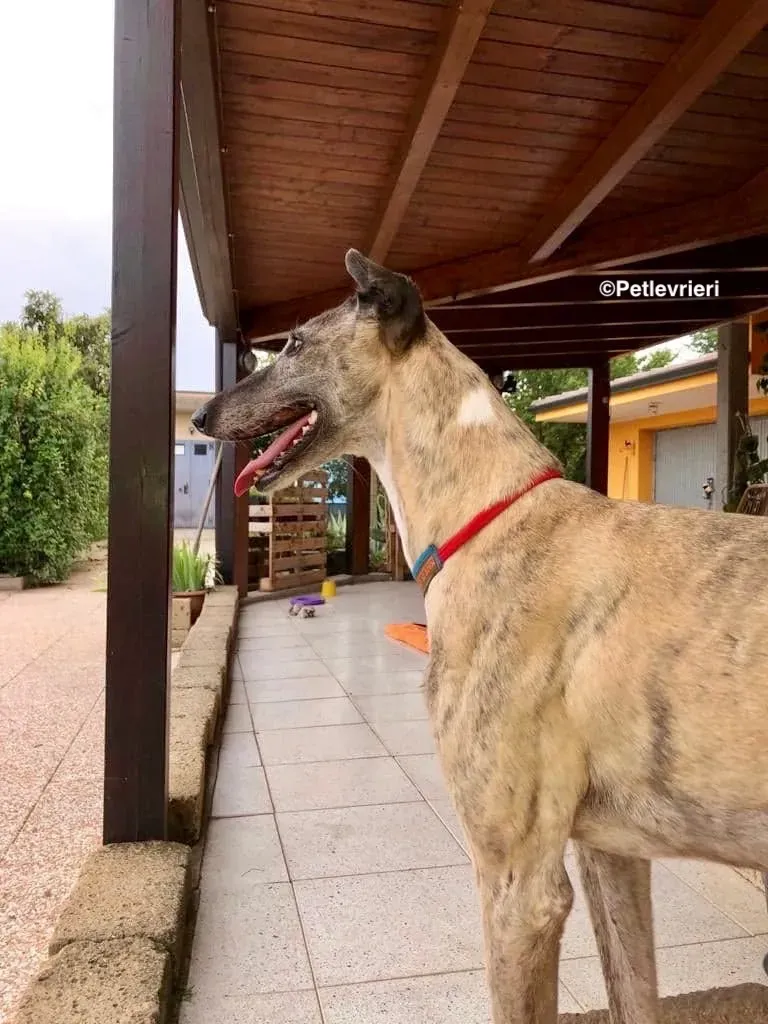 Billu adozioni levrieri galgo 22