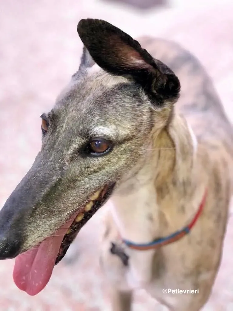 Billu adozioni levrieri galgo 23