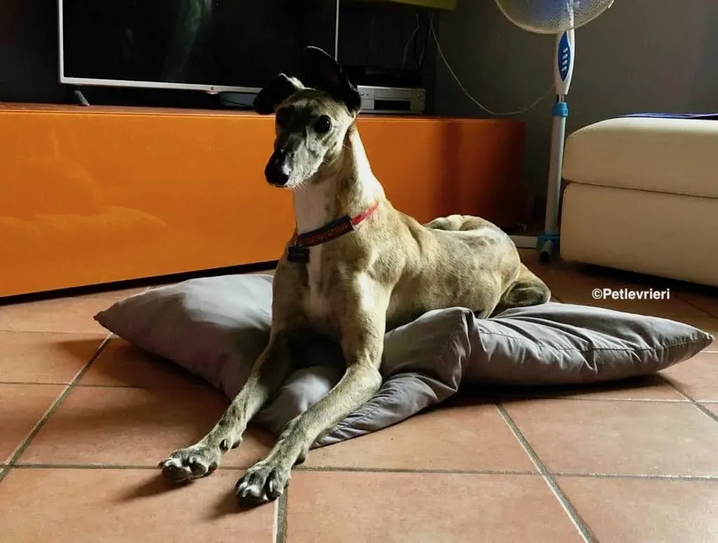 Billu adozioni levrieri galgo 25