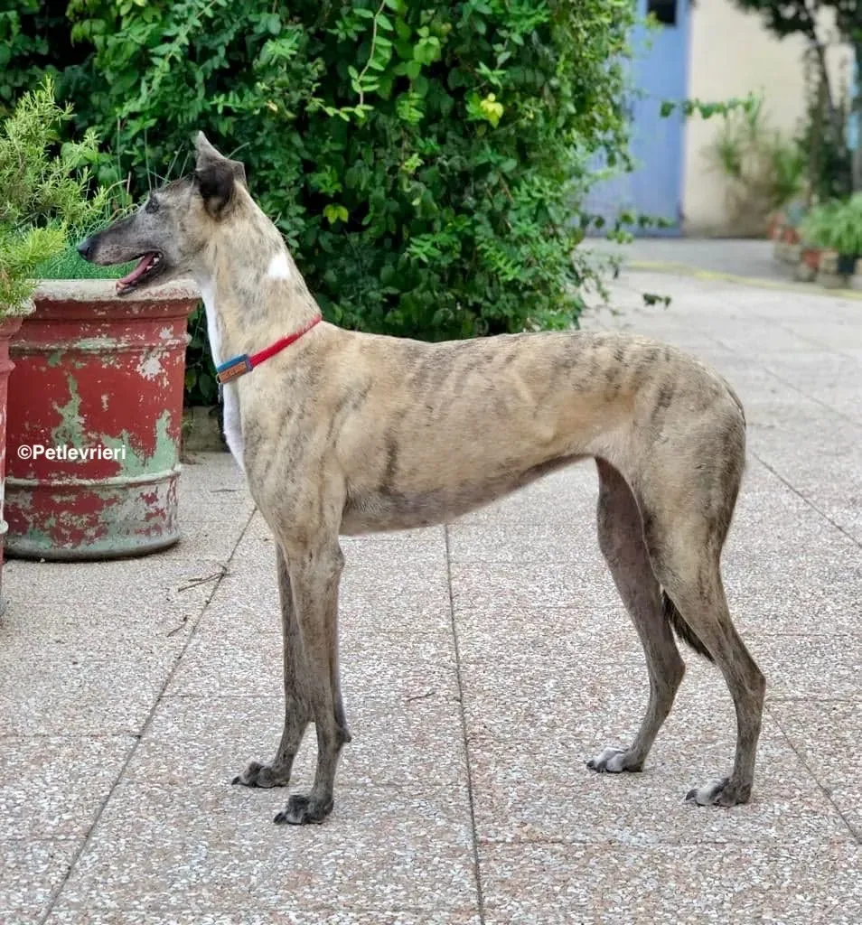 Billu adozioni levrieri galgo 26