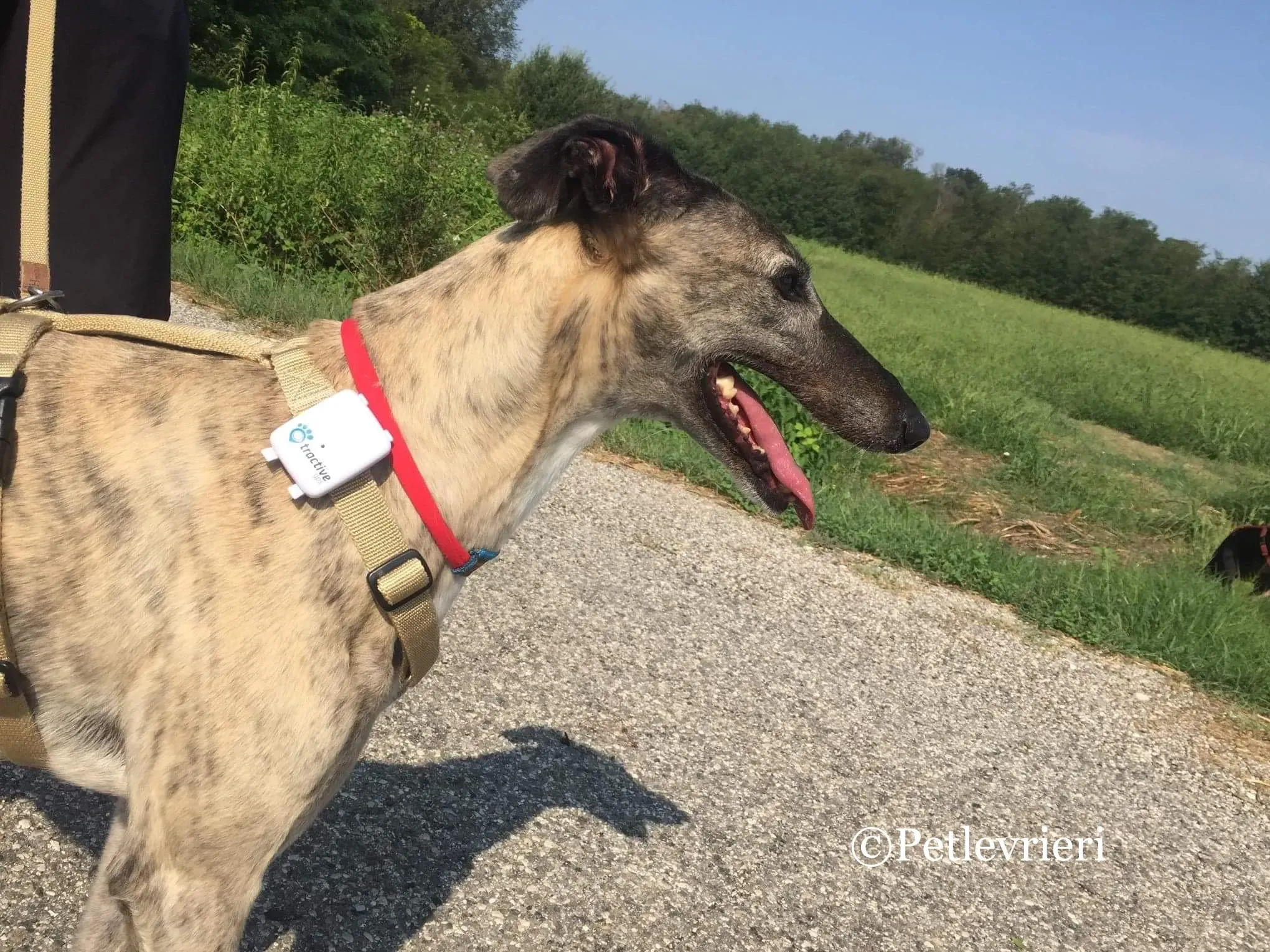 Billu adozioni levrieri galgo 27