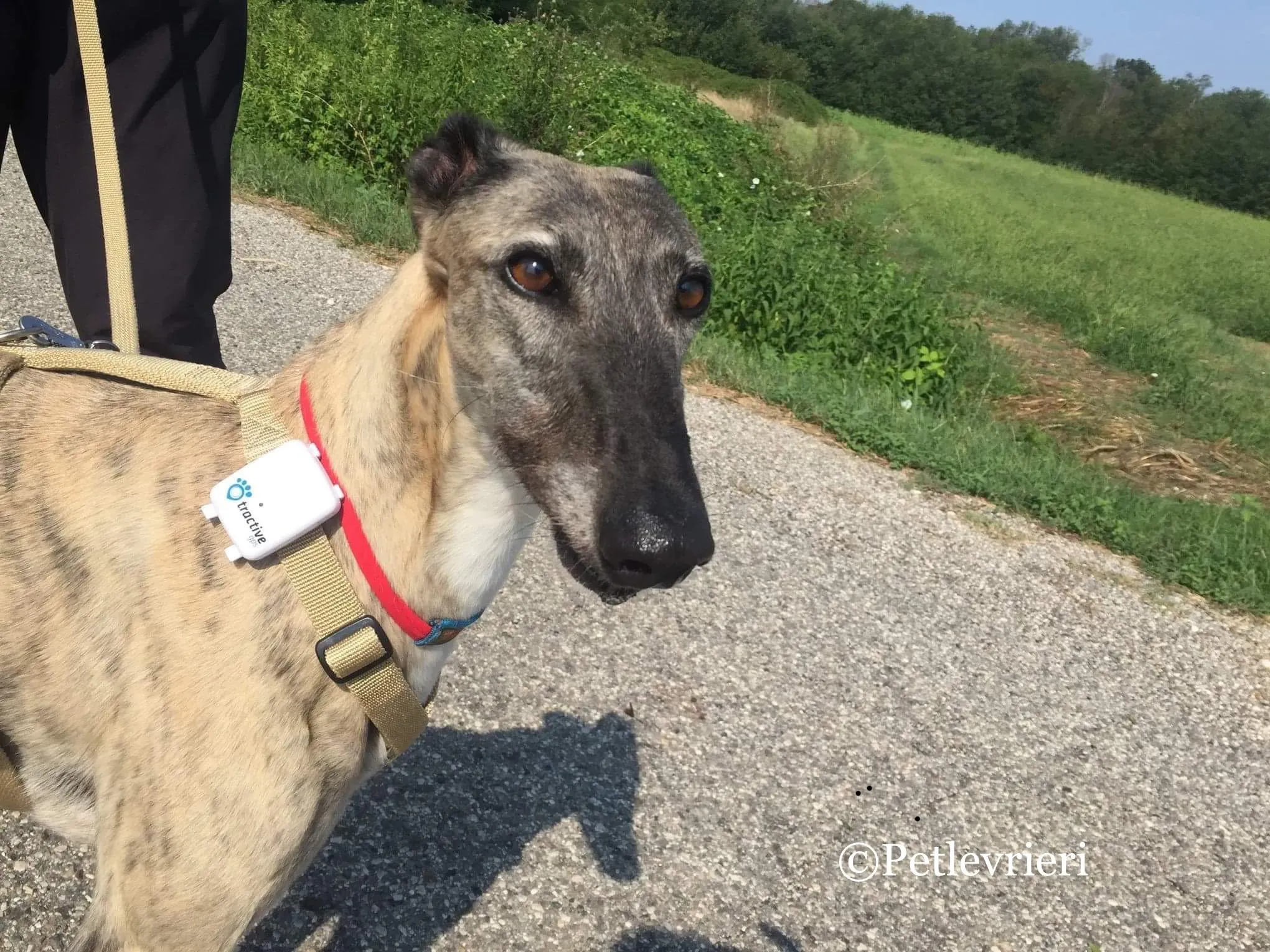 Billu adozioni levrieri galgo 28