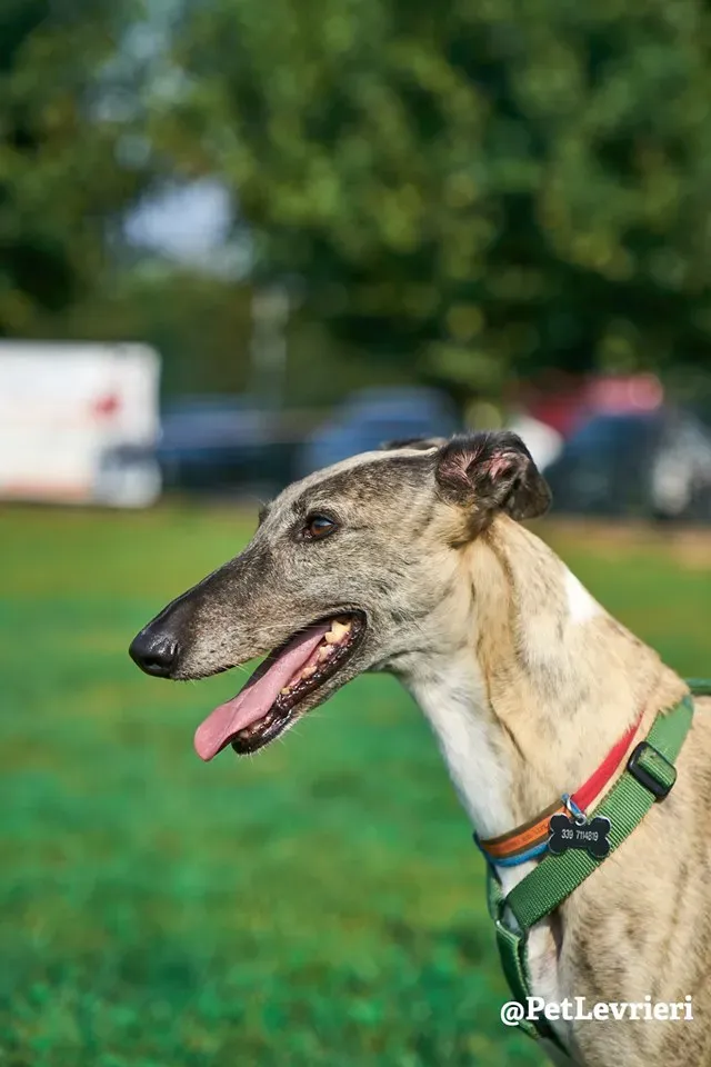 Billu adozioni levrieri galgo 29