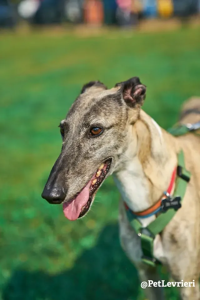 Billu adozioni levrieri galgo 30