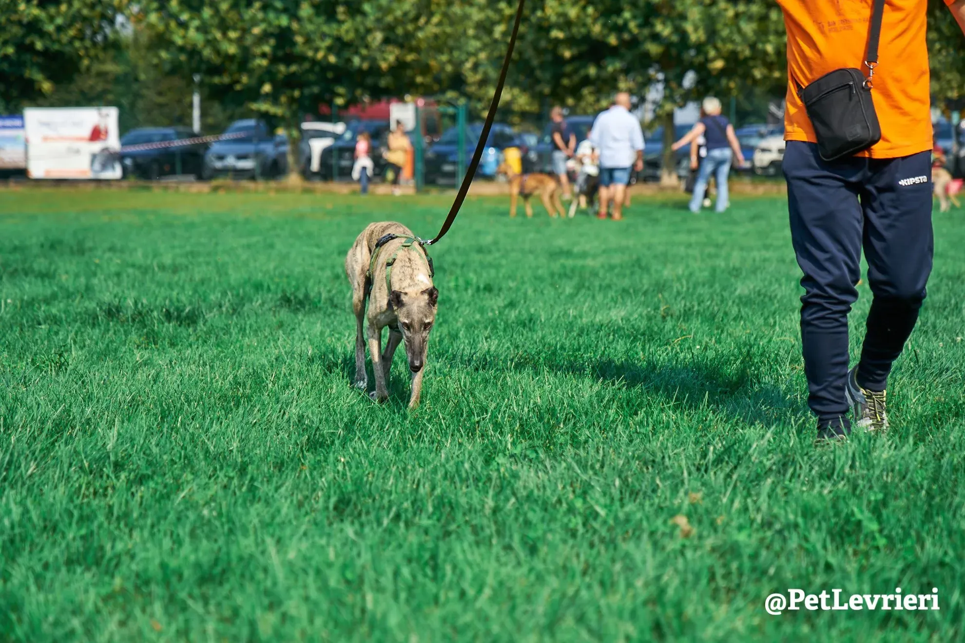 Billu adozioni levrieri galgo 31