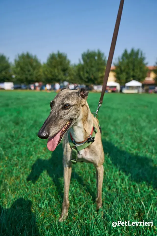 Billu adozioni levrieri galgo 32