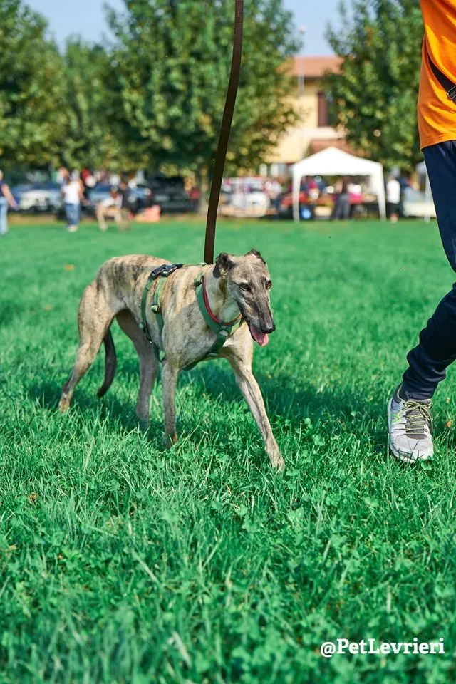 Billu adozioni levrieri galgo 33