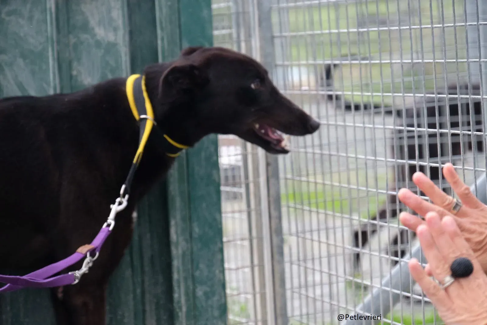 Billy Greyhound Adozione Levrieri 1