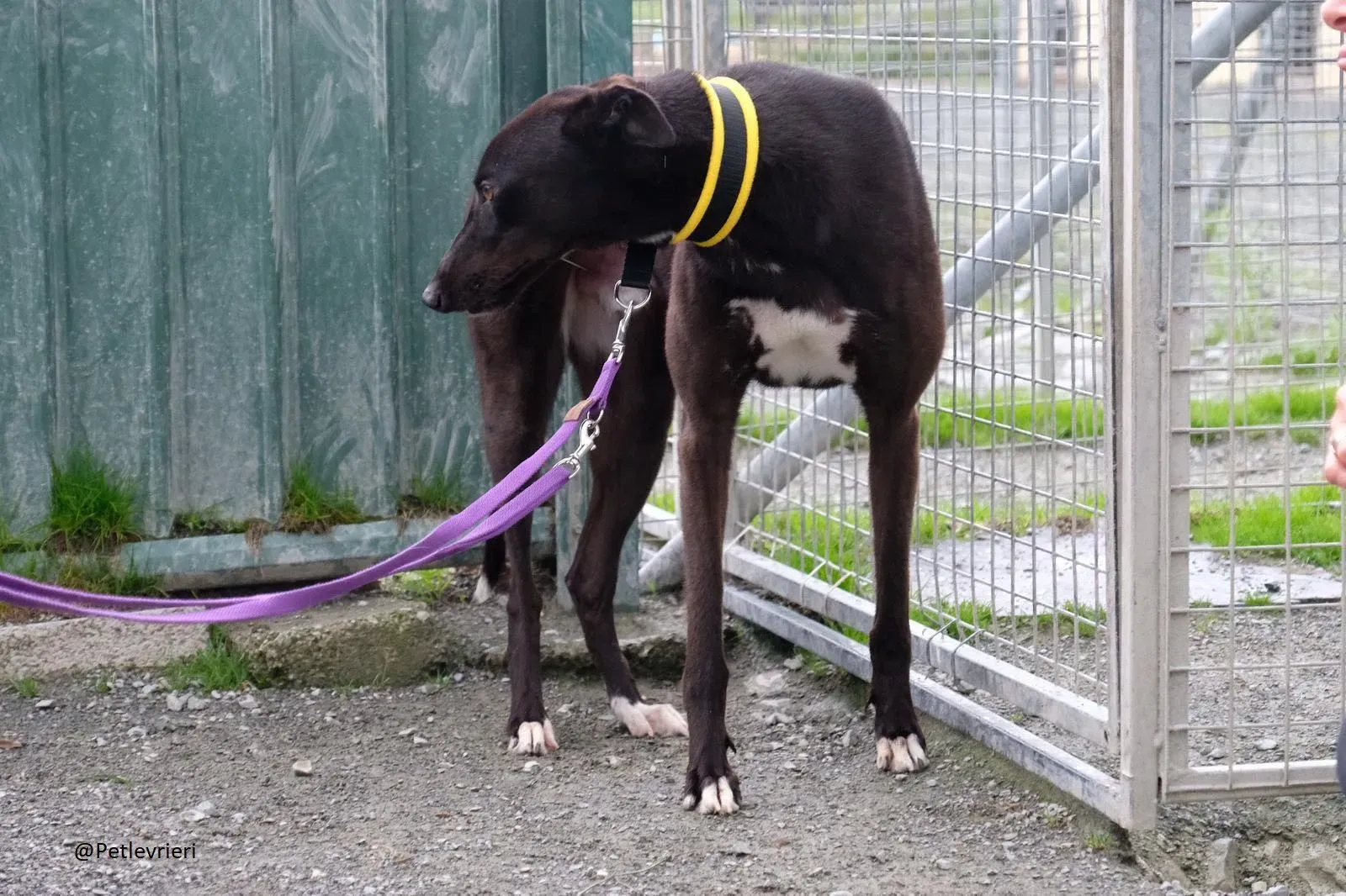 Billy Greyhound Adozione Levrieri 11