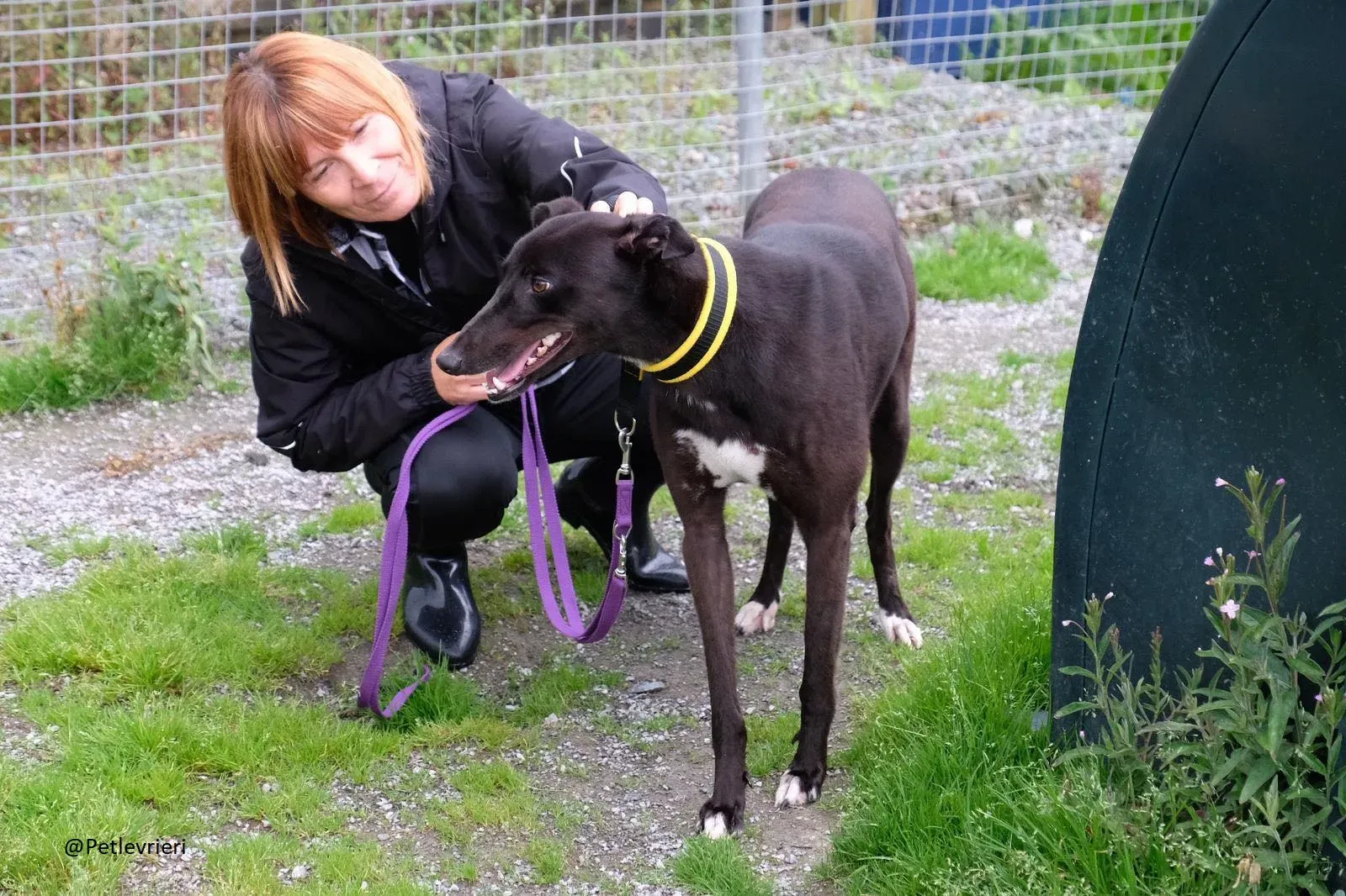 Billy Greyhound Adozione Levrieri 12