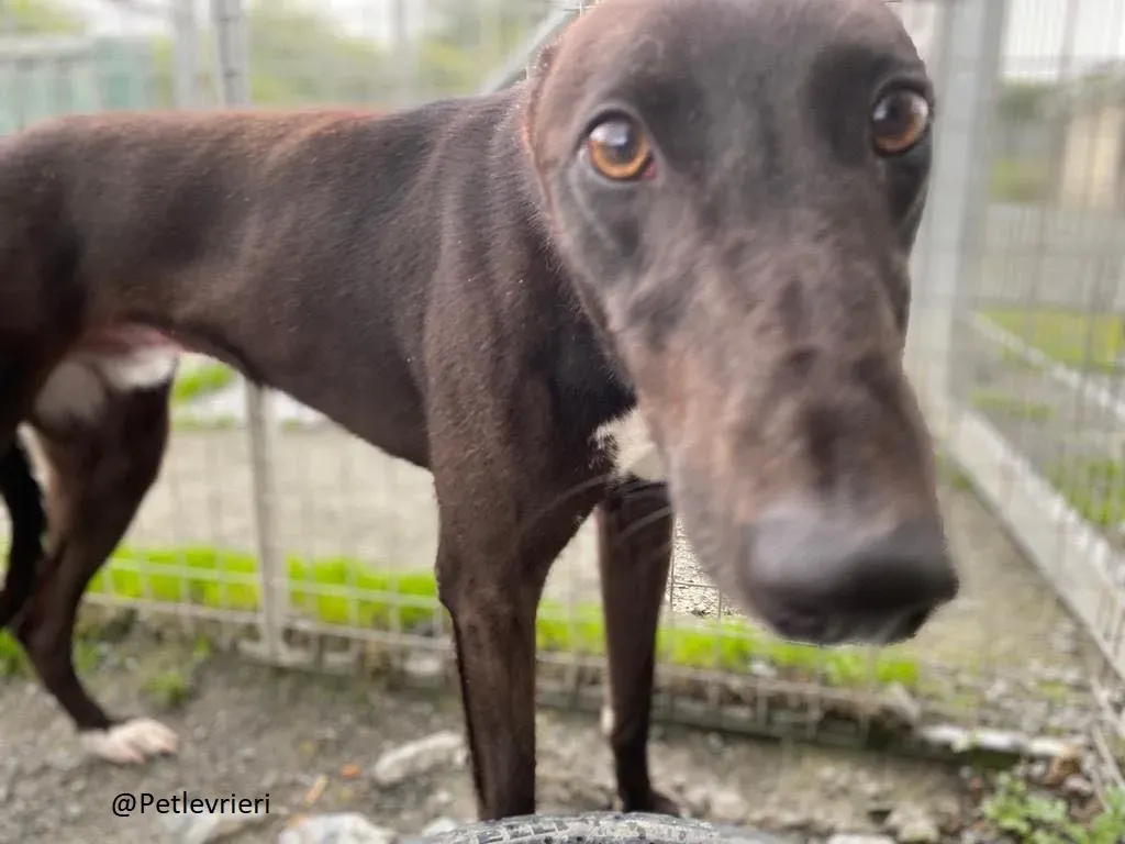 Billy Greyhound Adozione Levrieri 15