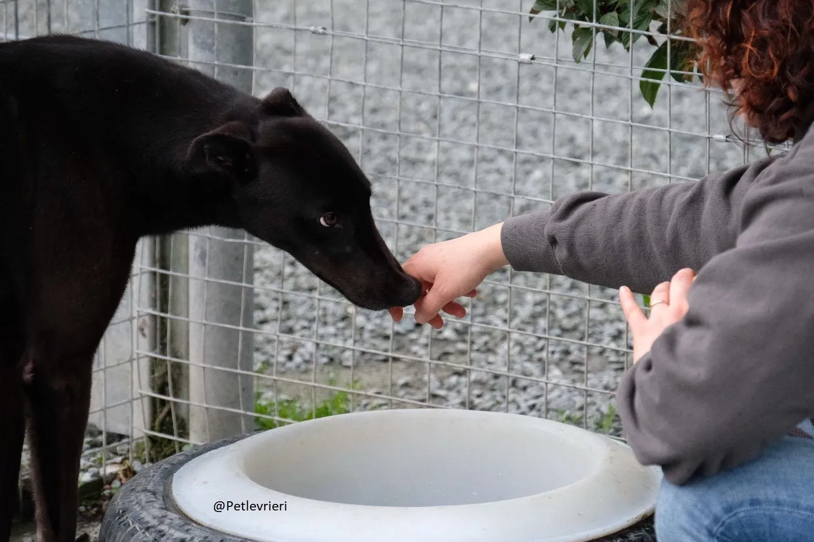 Billy Greyhound Adozione Levrieri 2