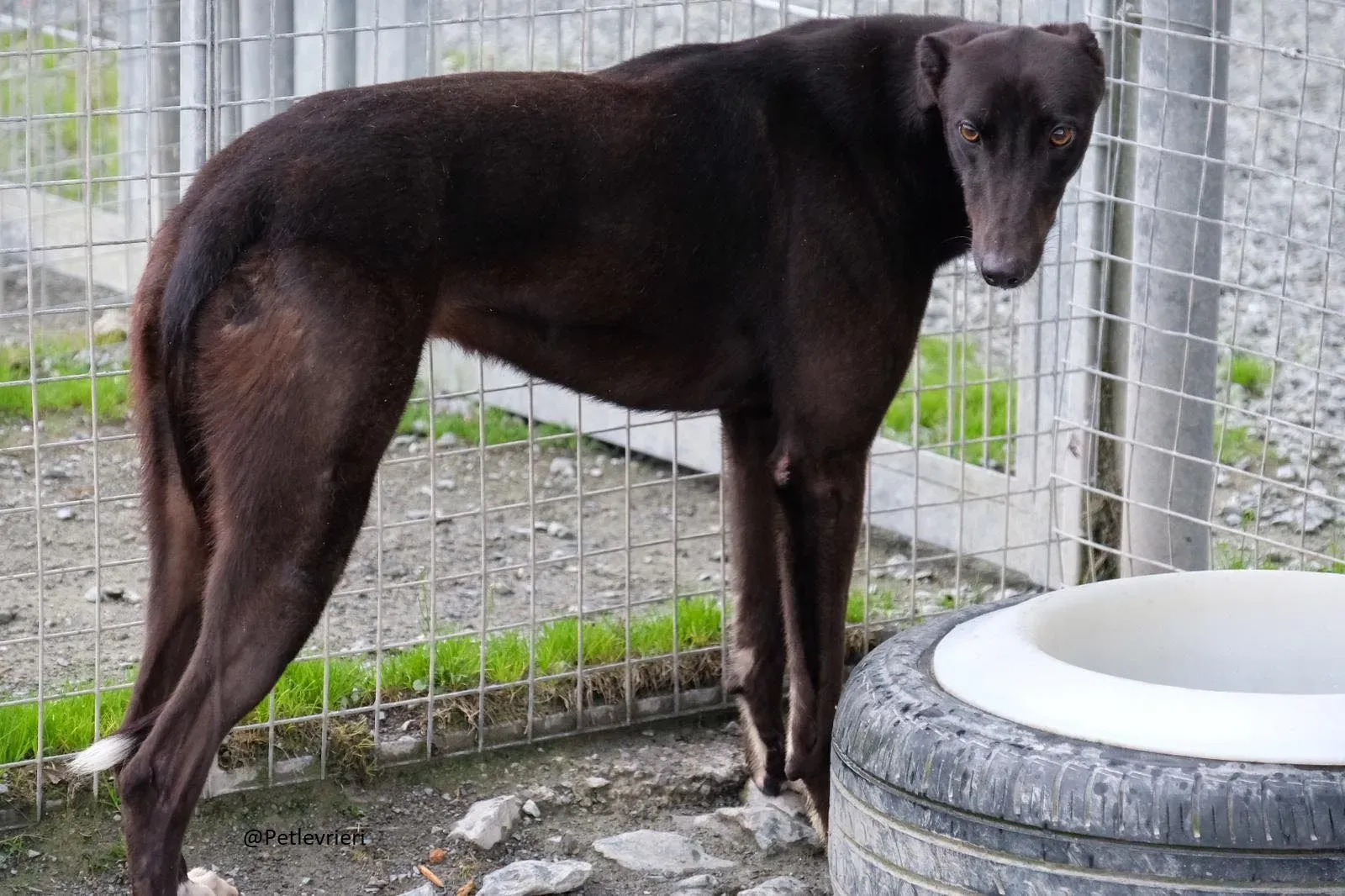 Billy Greyhound Adozione Levrieri 3