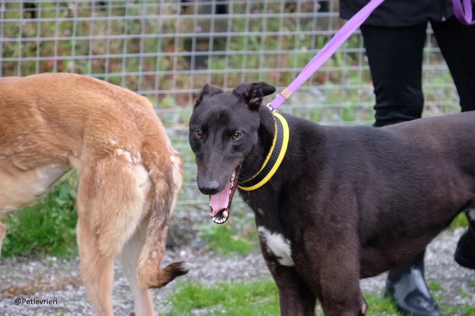 Billy Greyhound Adozione Levrieri 4