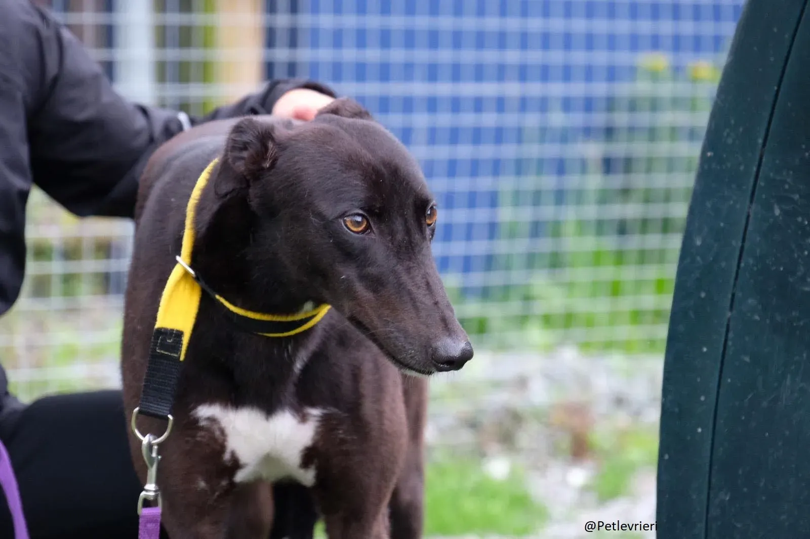 Billy Greyhound Adozione Levrieri 5