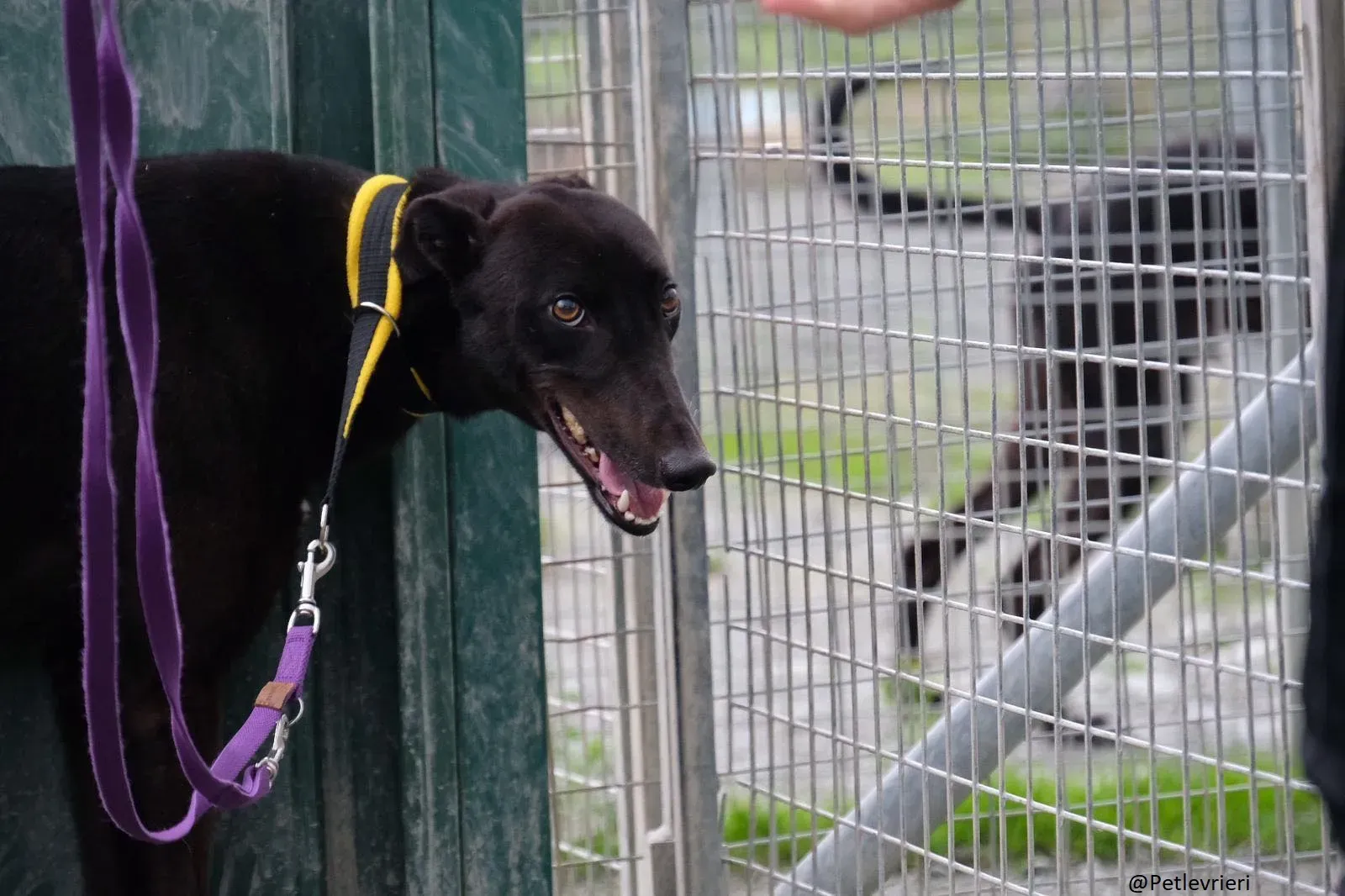 Billy Greyhound Adozione Levrieri 7