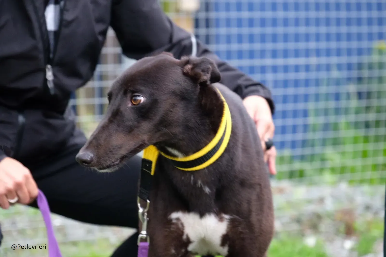 Billy Greyhound Adozione Levrieri 8