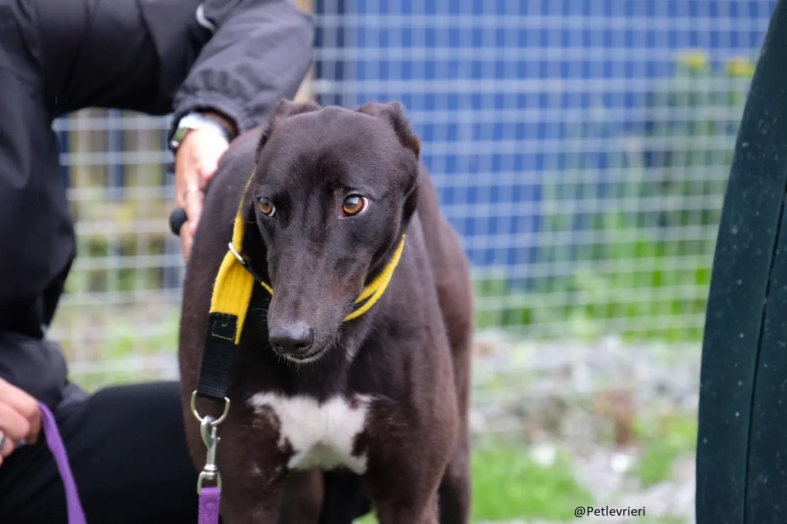 Billy Greyhound Adozione Levrieri 9