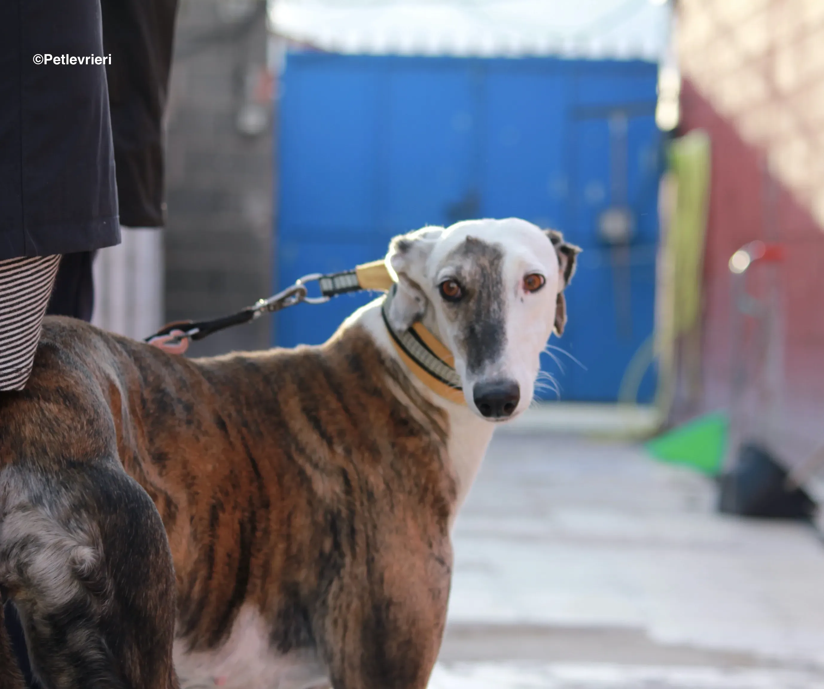 Bimba adozione levrieri galgo 06