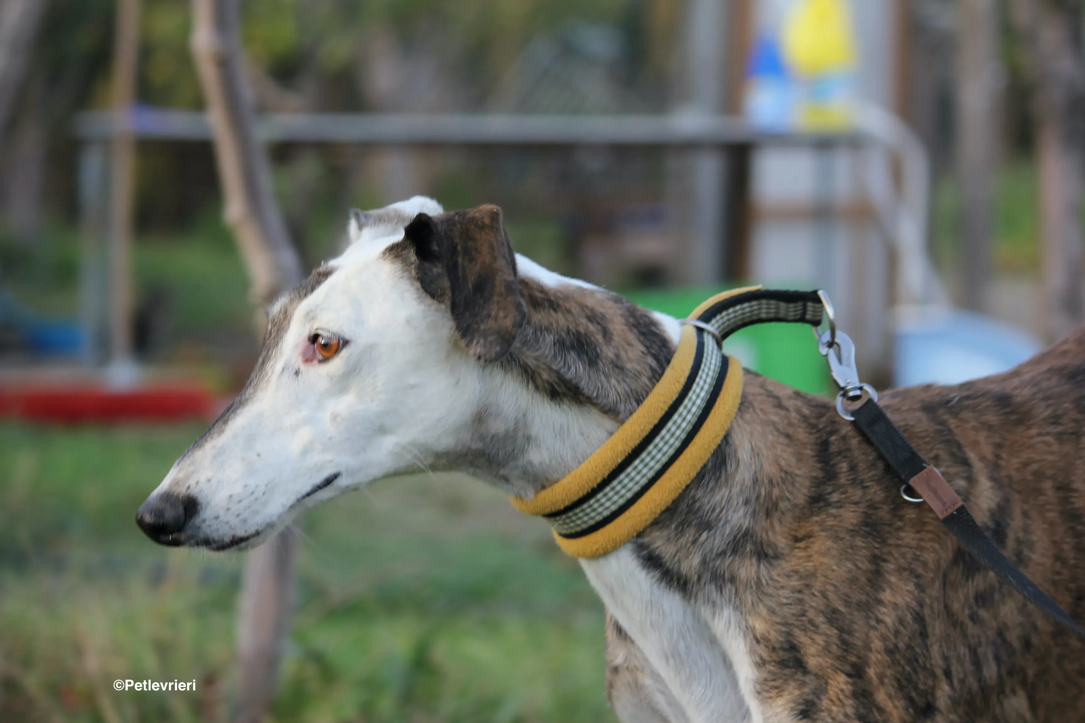 Bimba adozione levrieri galgo 07