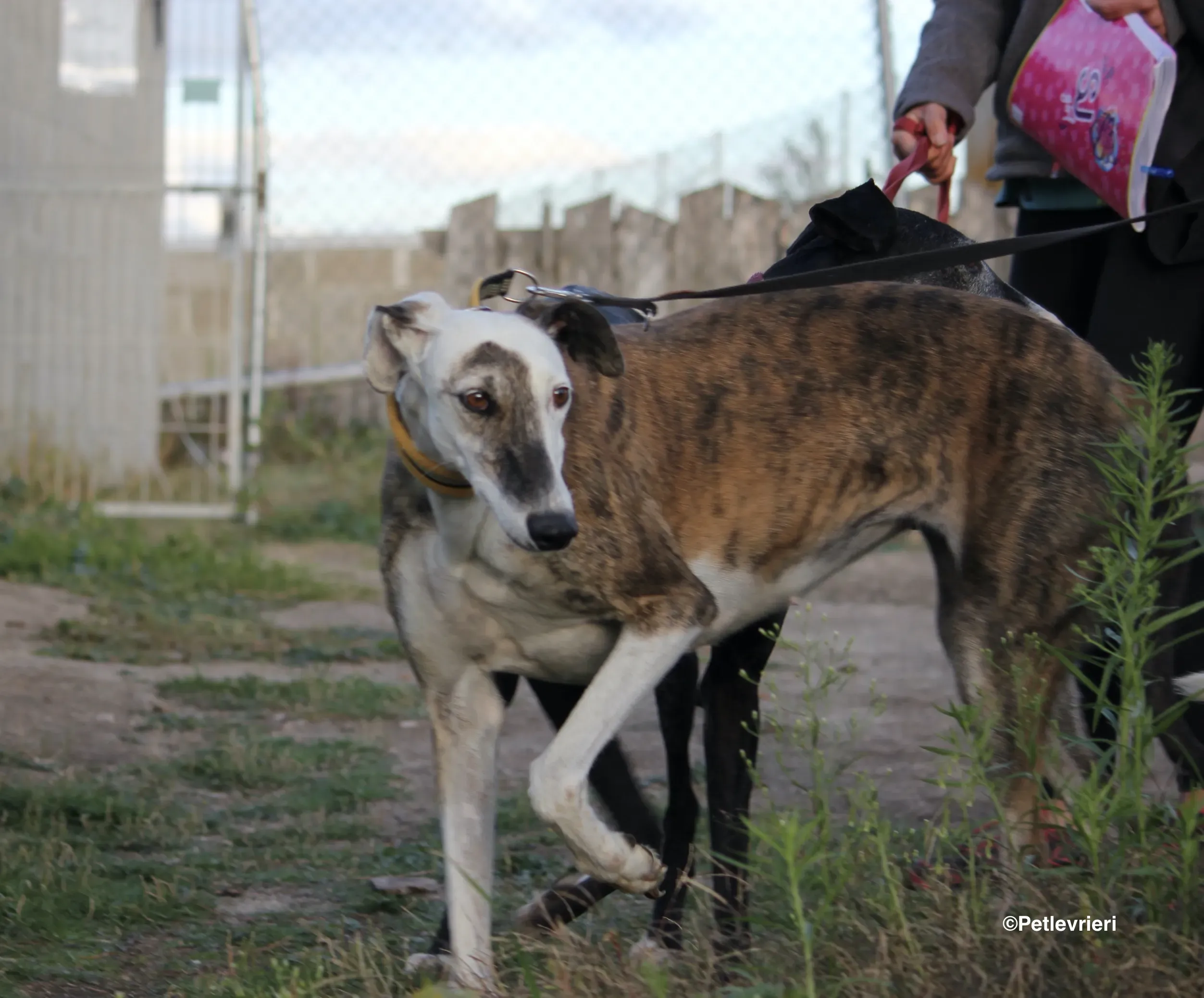 Bimba adozione levrieri galgo 09