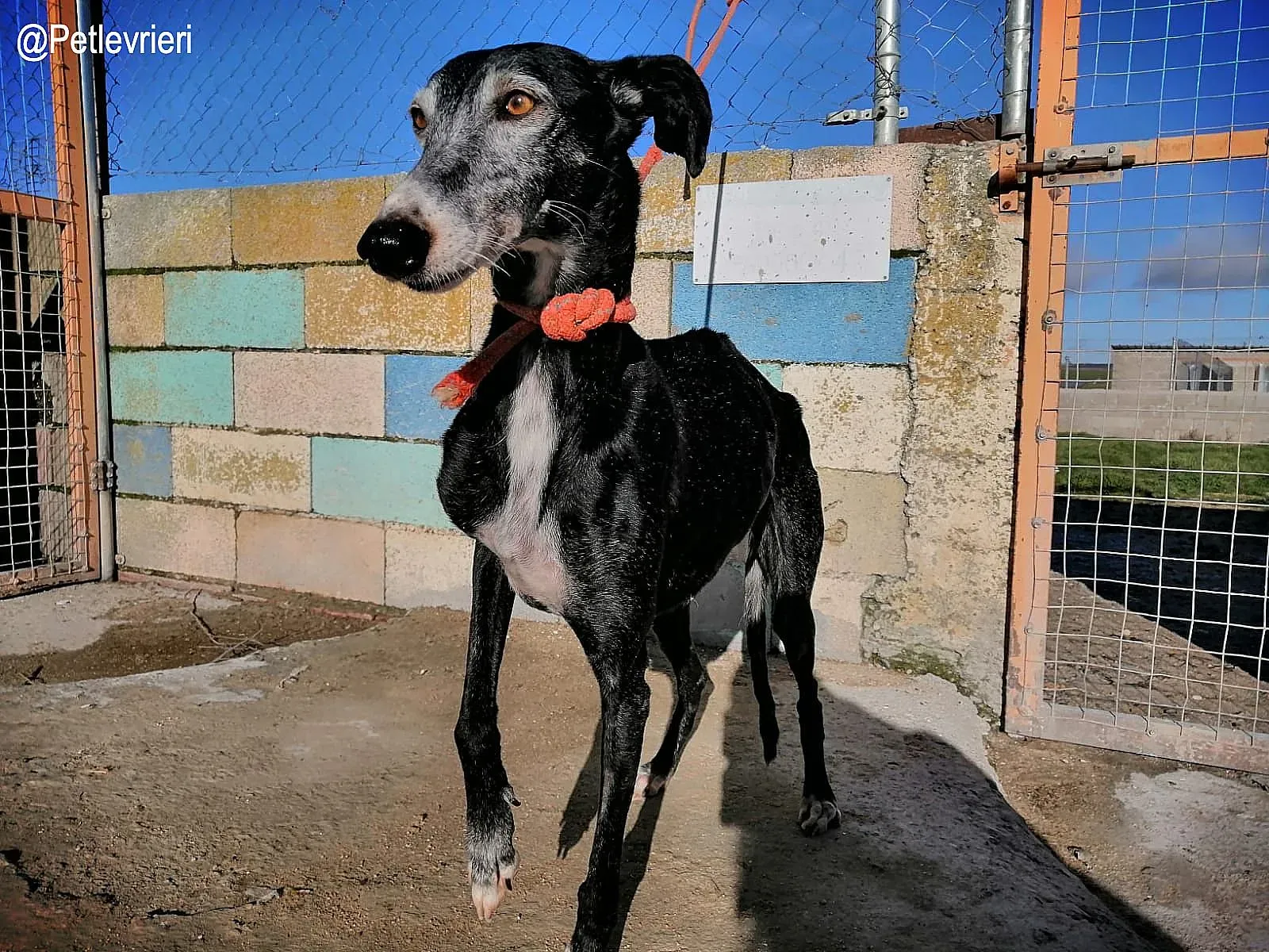 Bimba adozione levrieri galgo 1