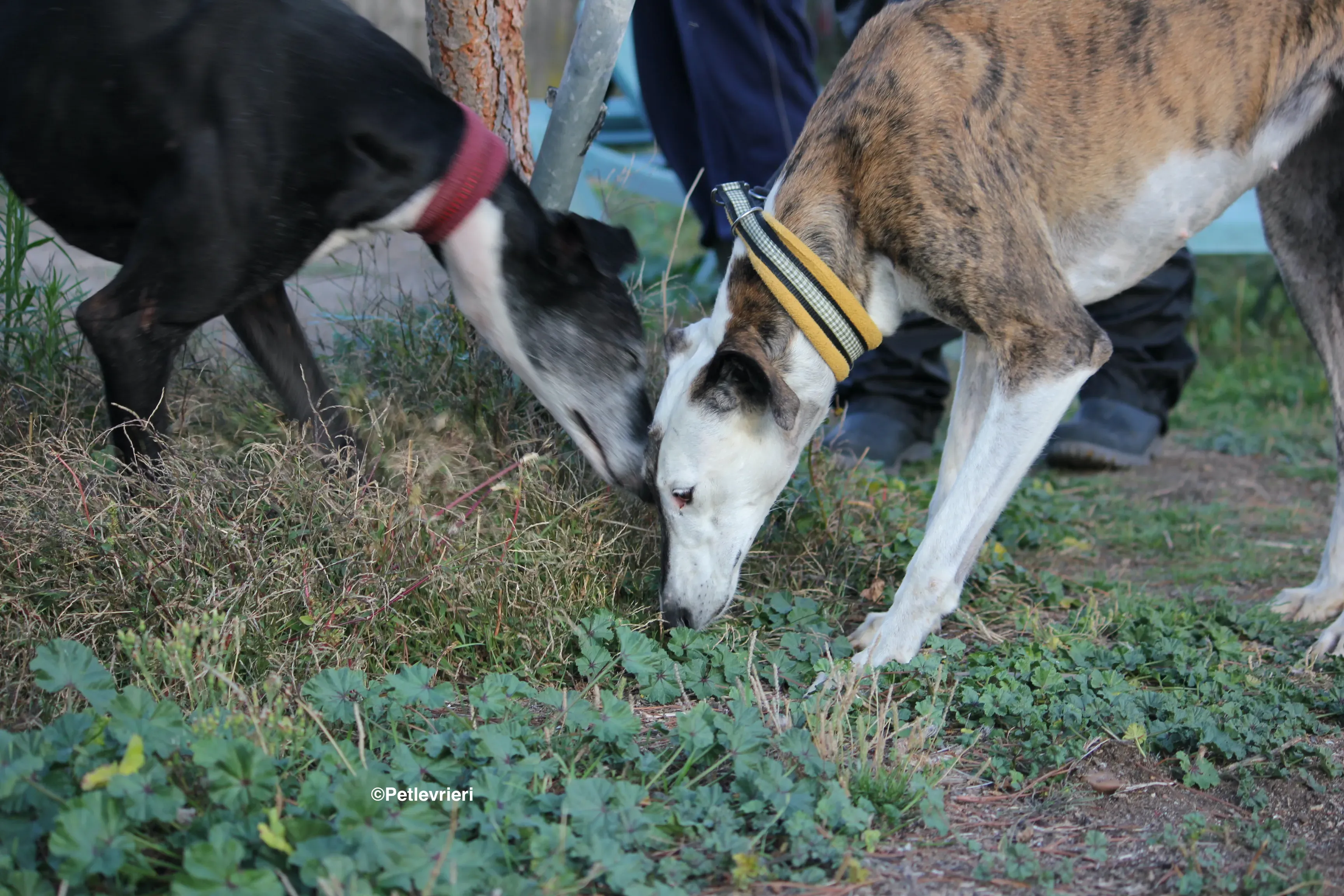 Bimba adozione levrieri galgo 10