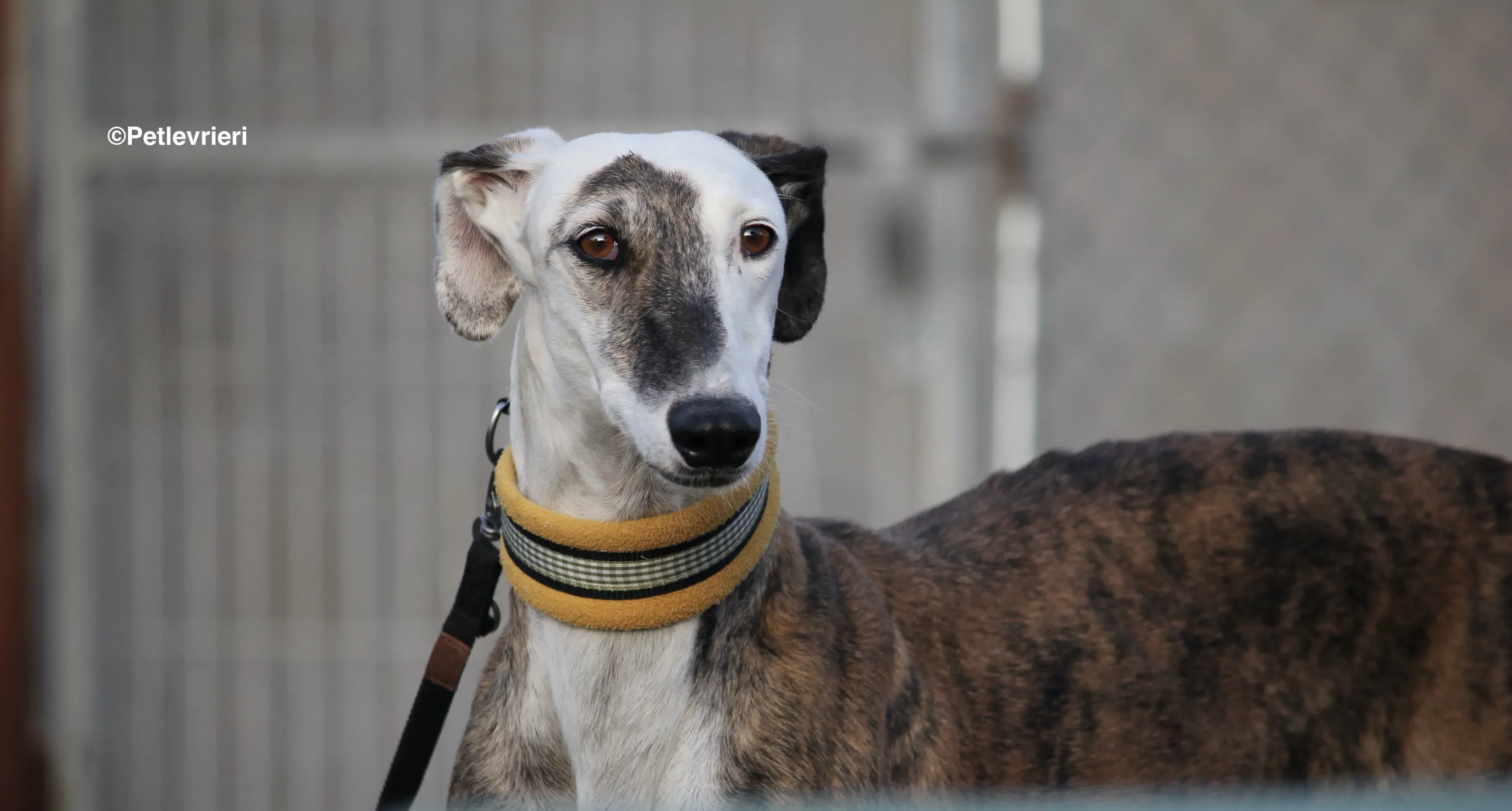 Bimba adozione levrieri galgo 11