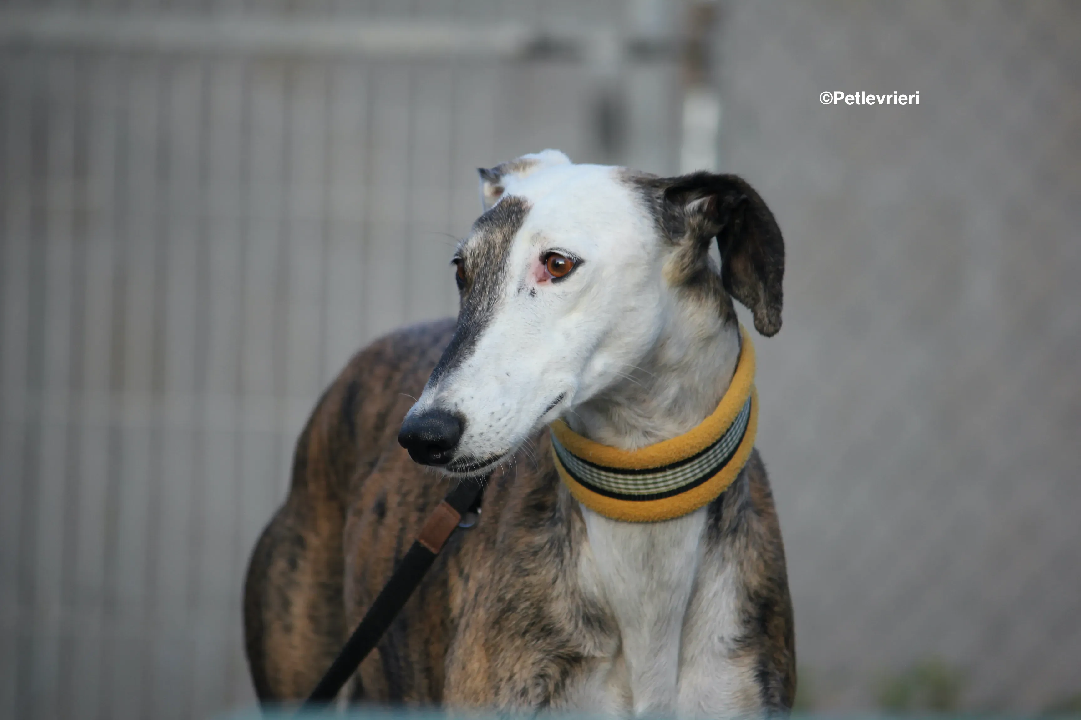 Bimba adozione levrieri galgo 12