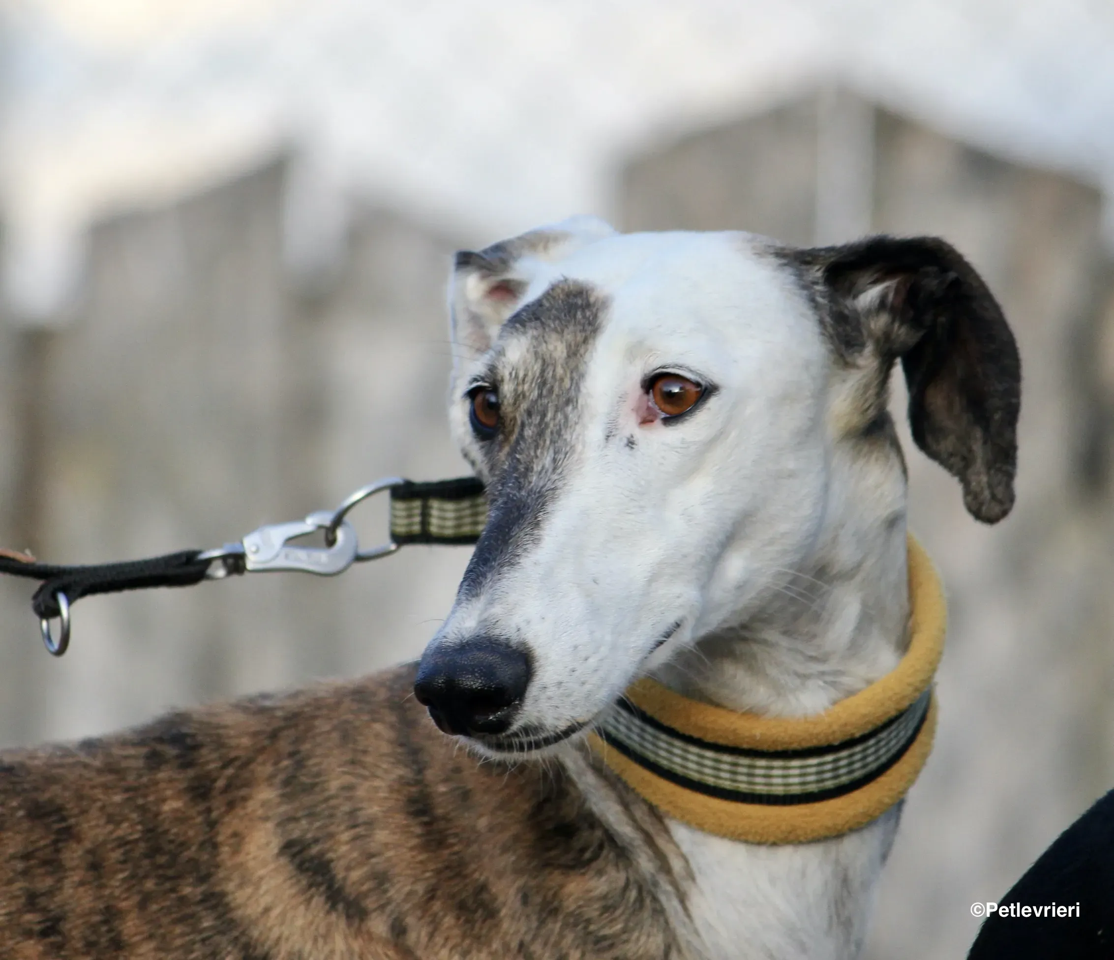 Bimba adozione levrieri galgo 13