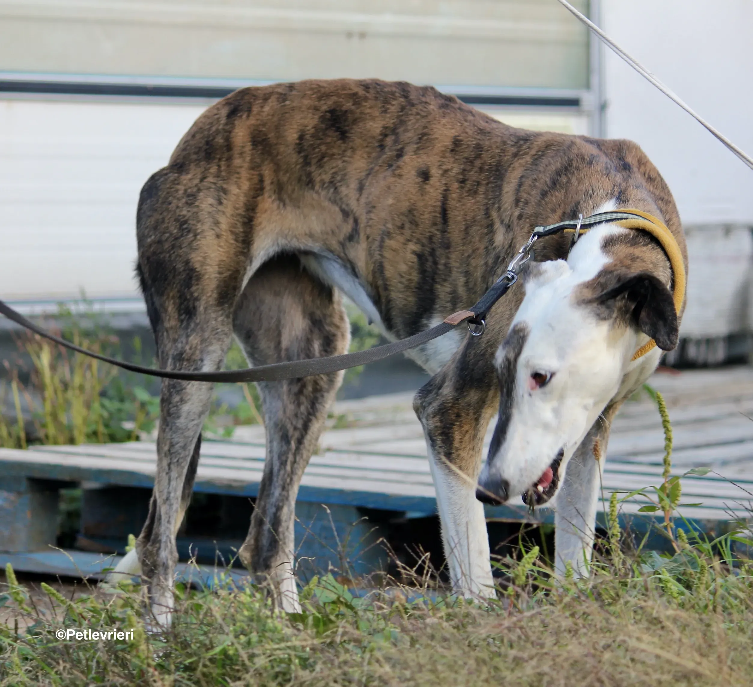 Bimba adozione levrieri galgo 14