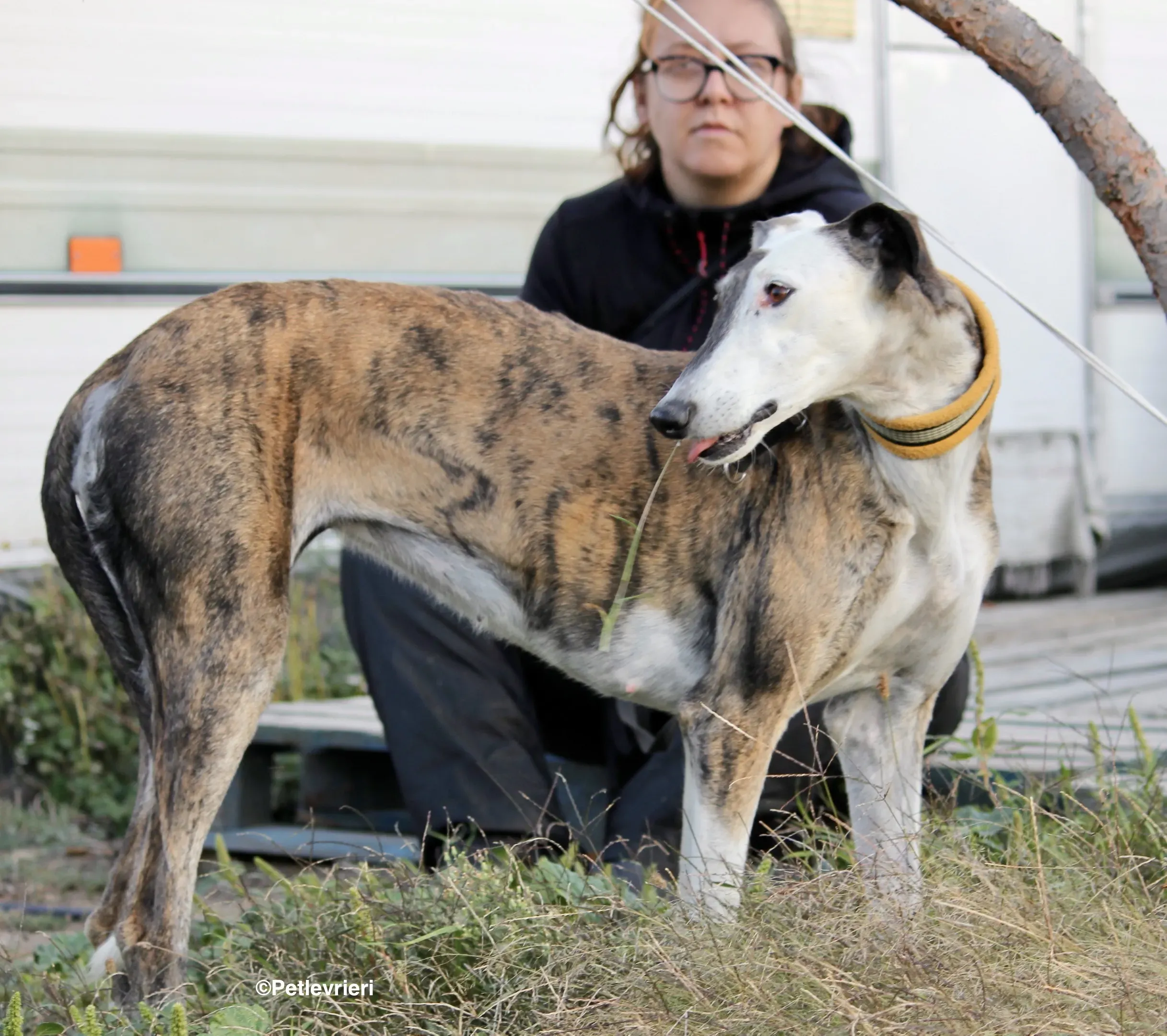 Bimba adozione levrieri galgo 15