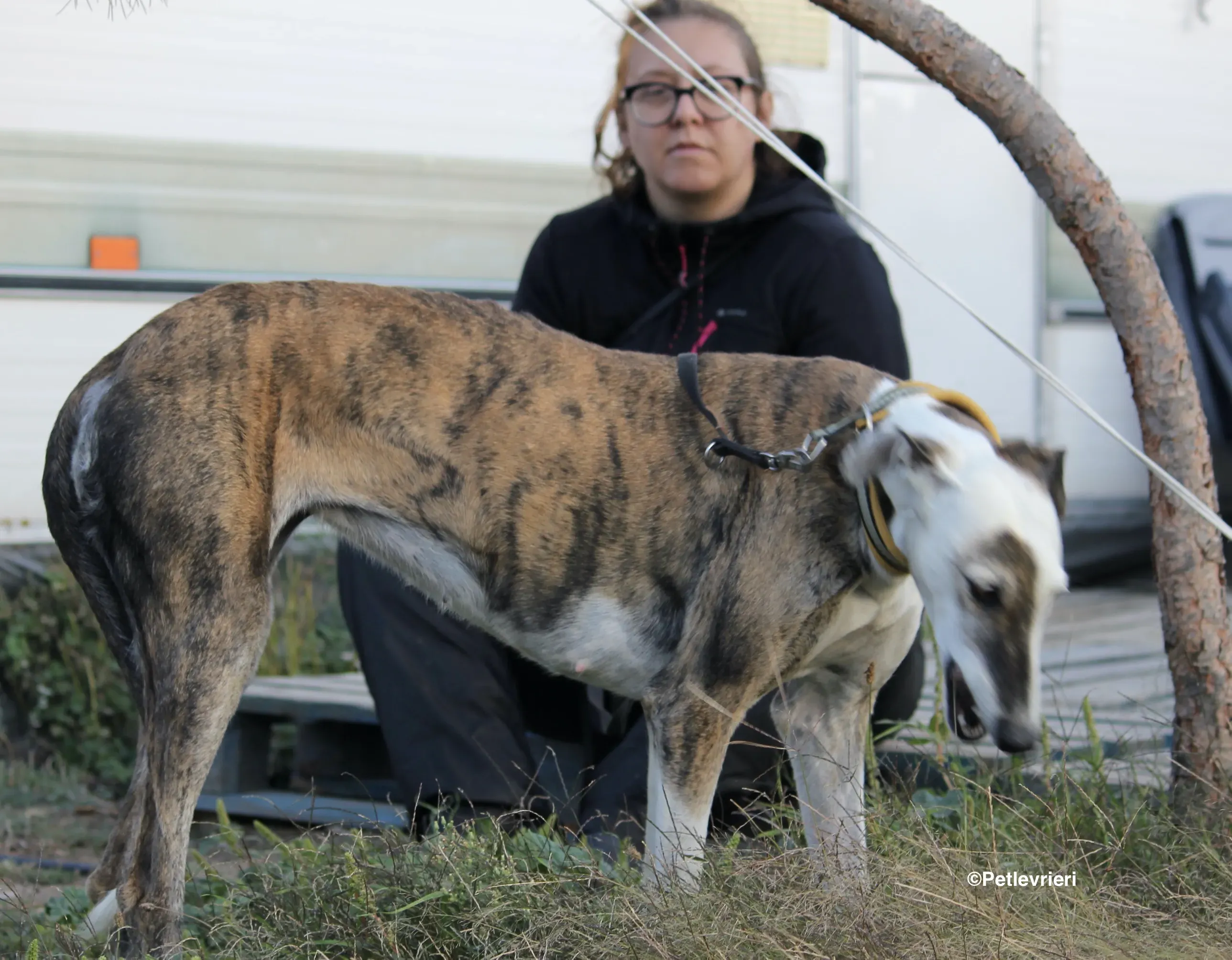 Bimba adozione levrieri galgo 16