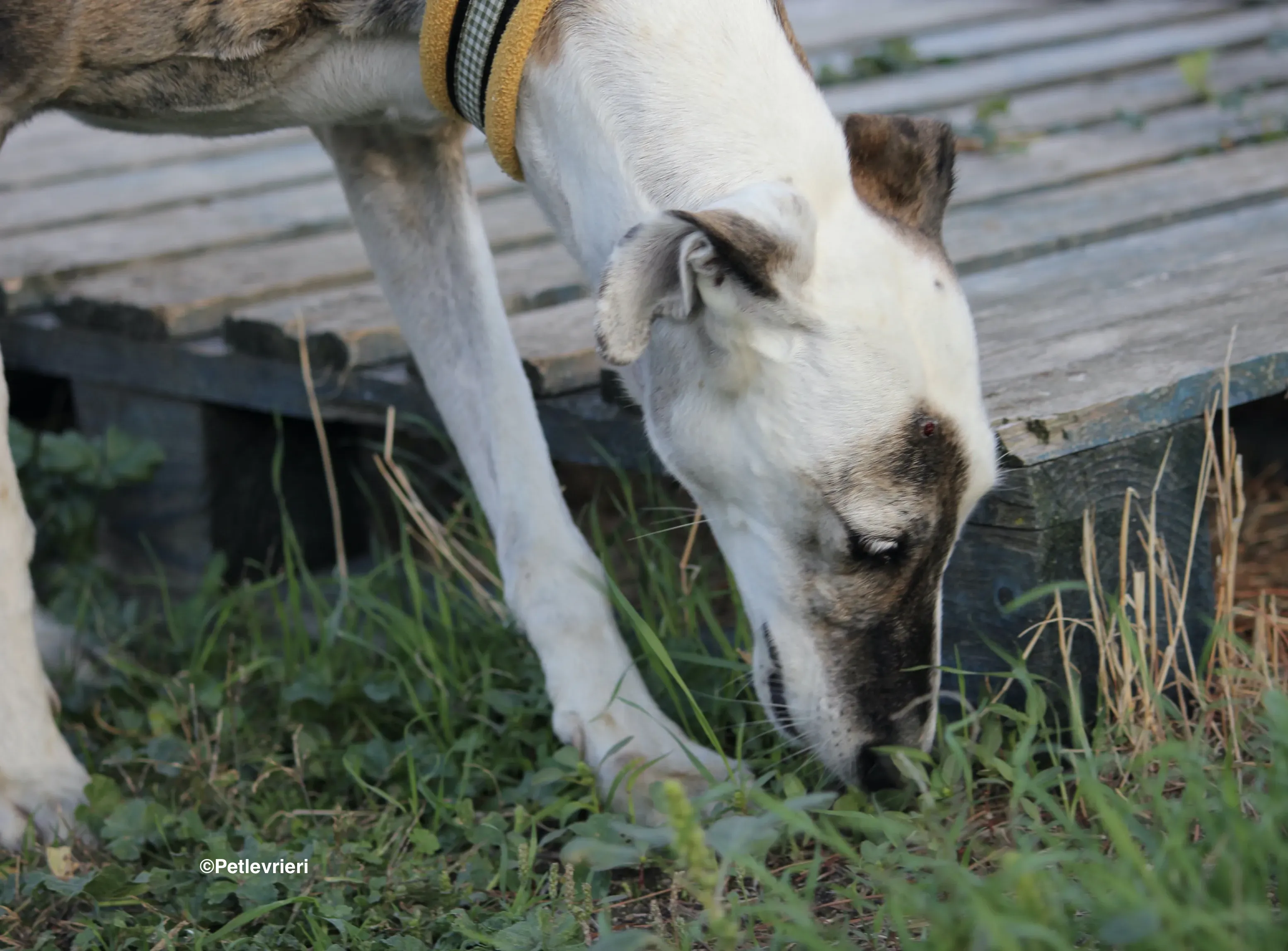 Bimba adozione levrieri galgo 17
