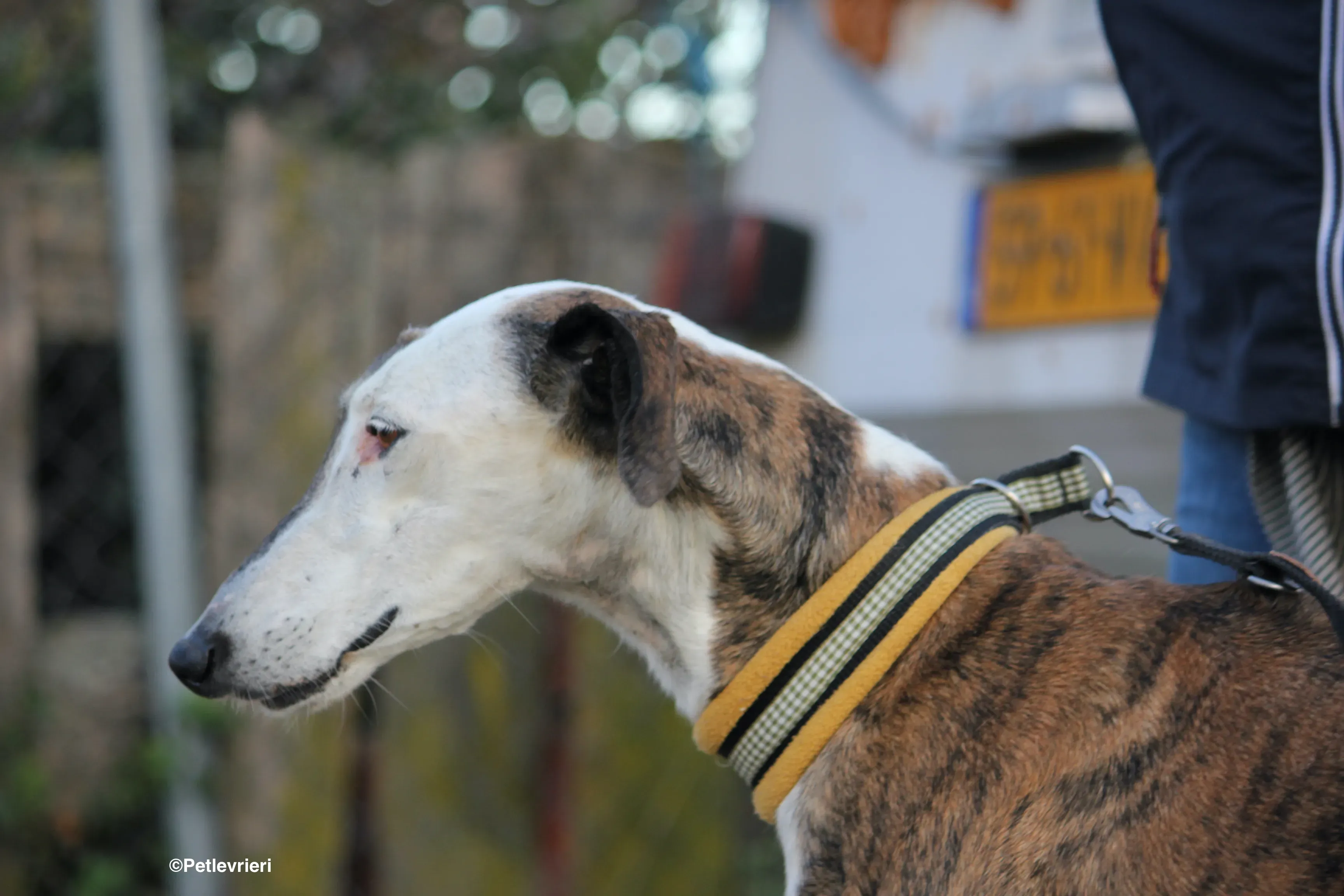 Bimba adozione levrieri galgo 18