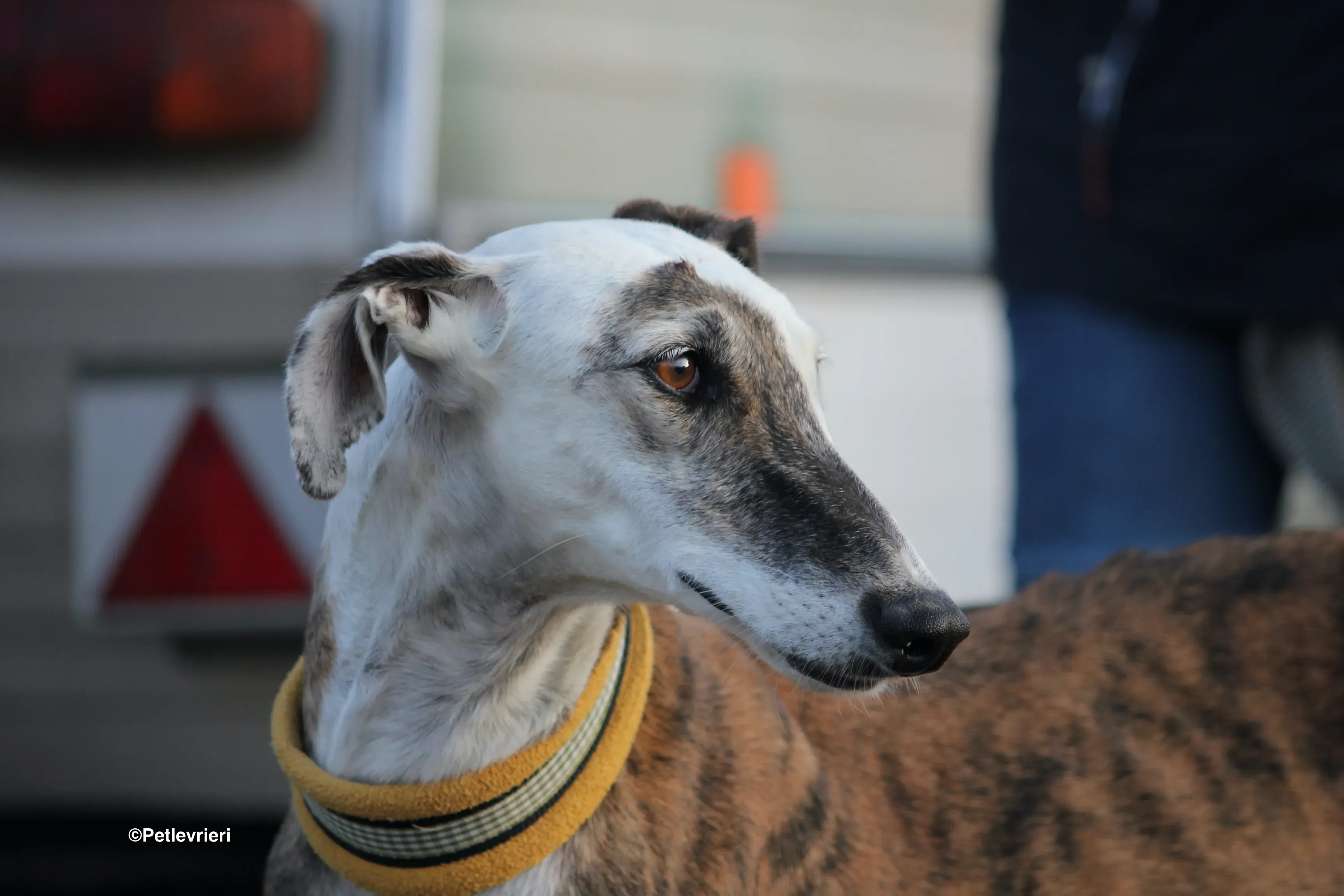 Bimba adozione levrieri galgo 19