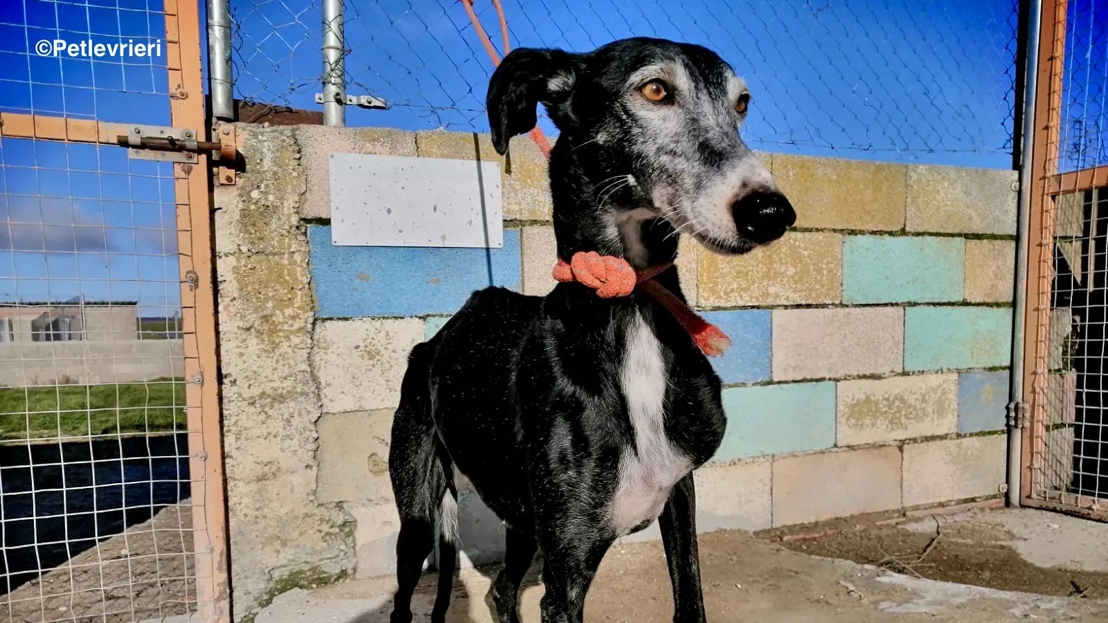 Bimba adozione levrieri galgo 2