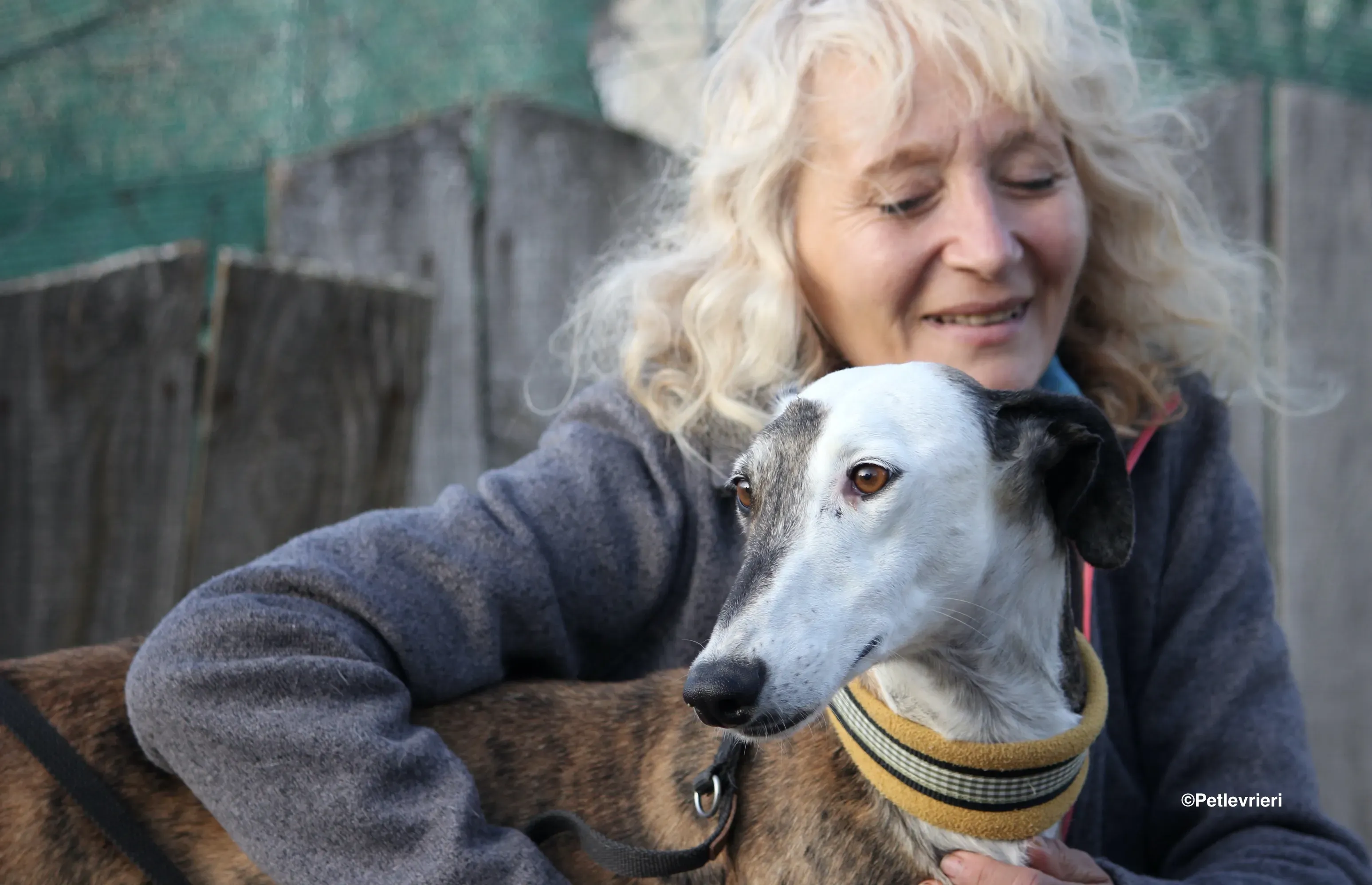 Bimba adozione levrieri galgo 20