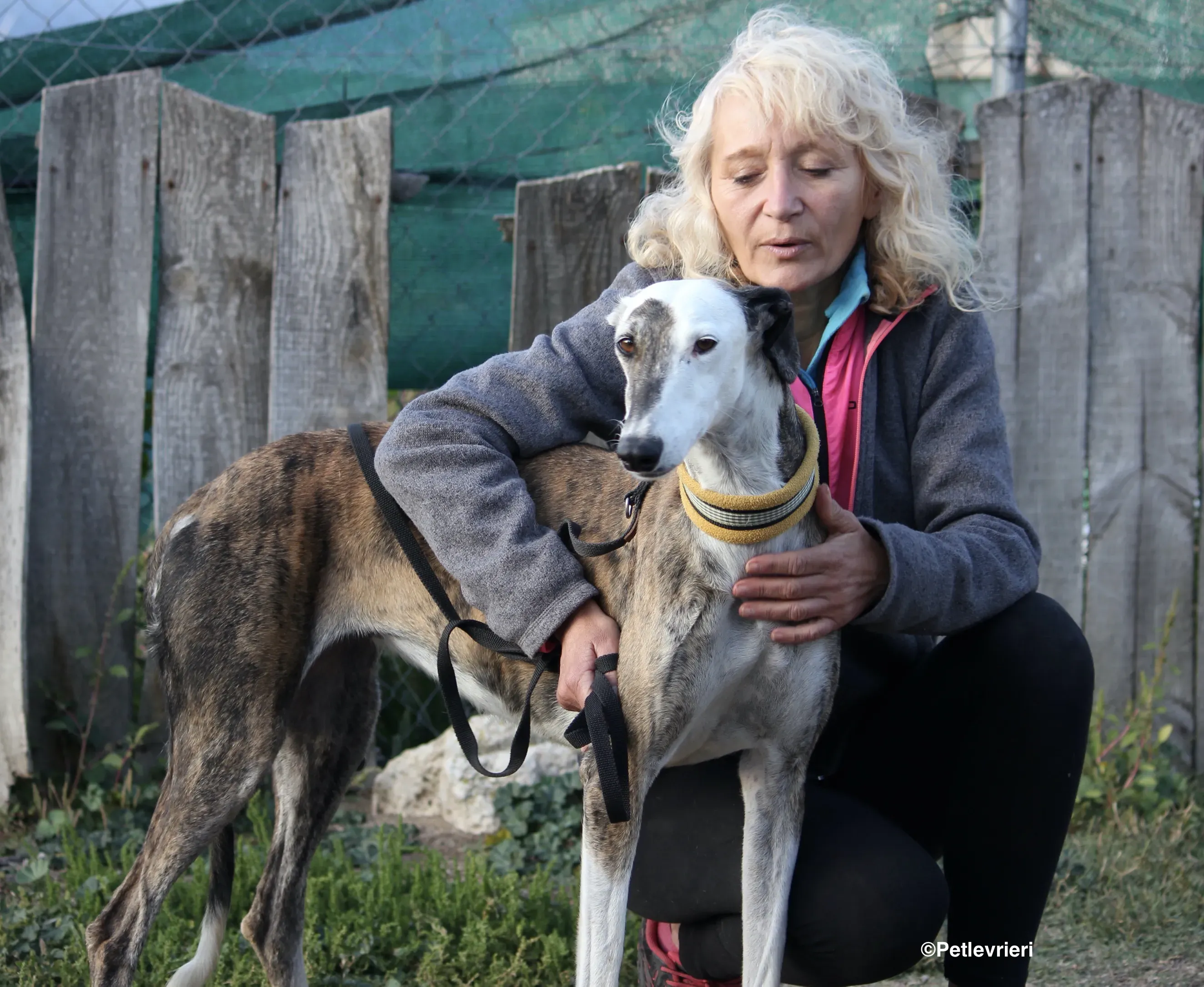 Bimba adozione levrieri galgo 21