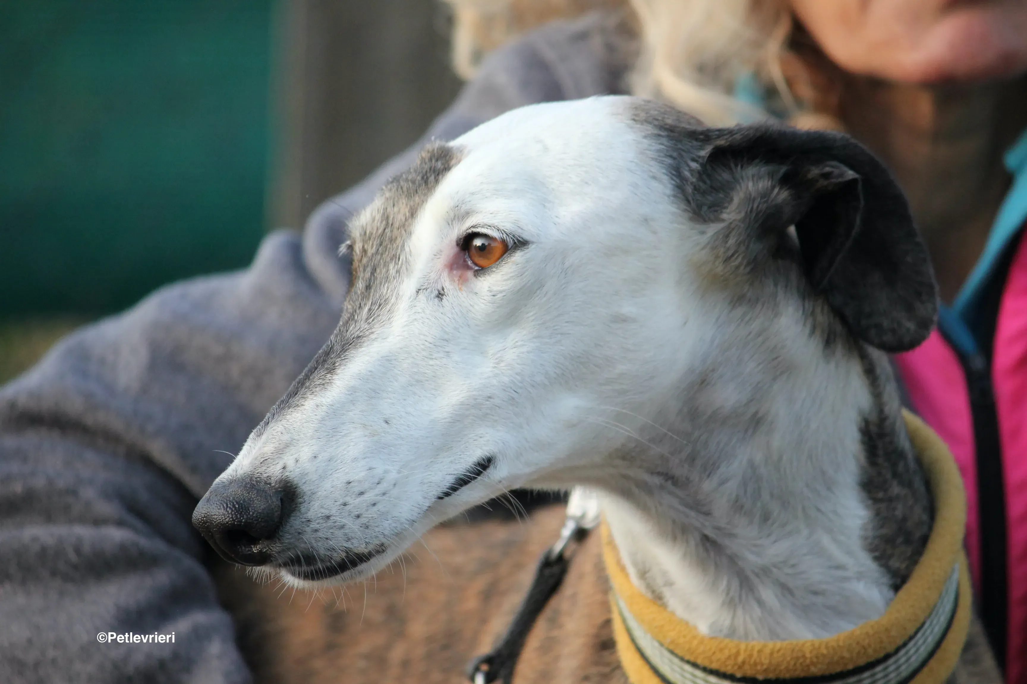 Bimba adozione levrieri galgo 22