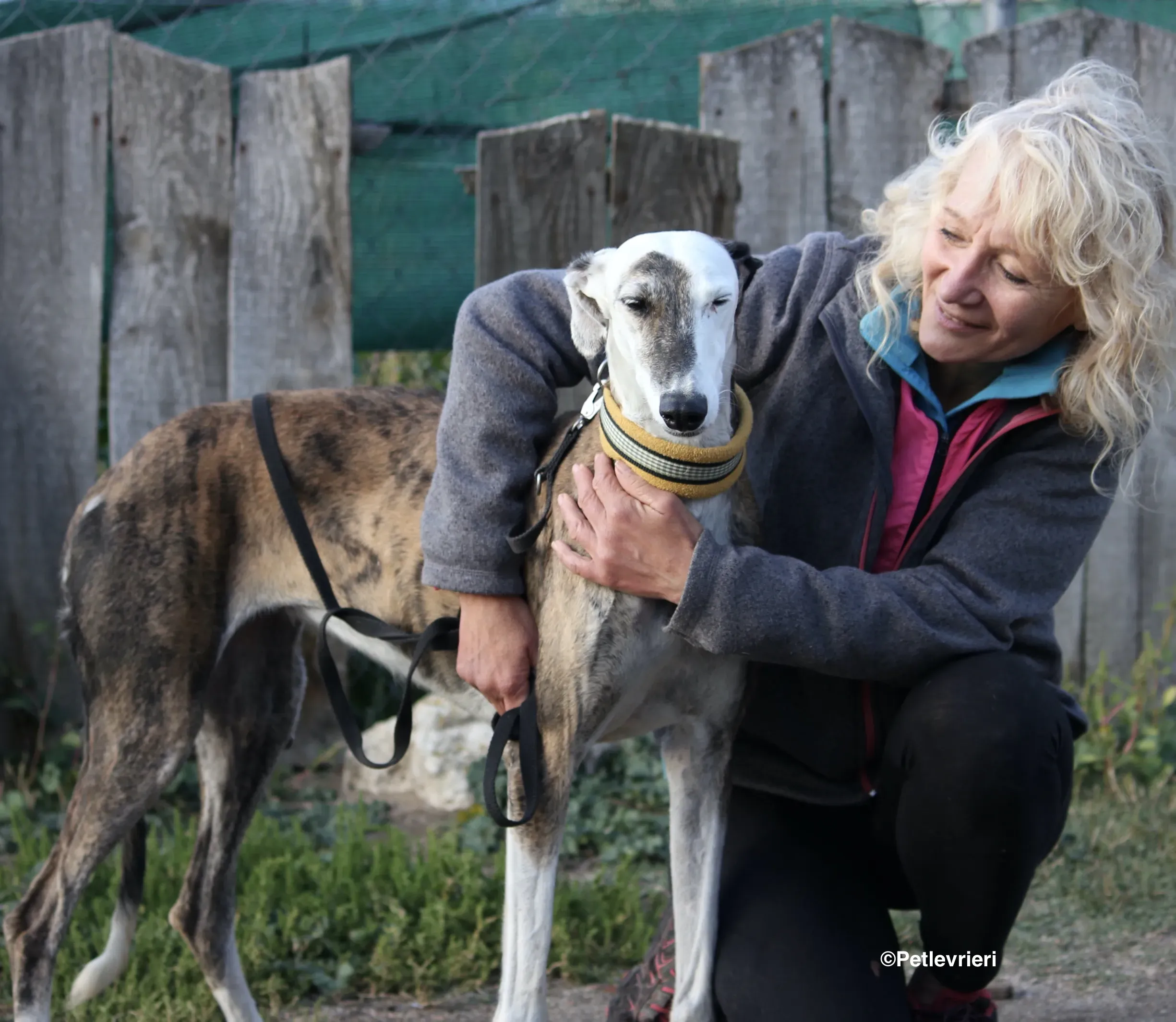 Bimba adozione levrieri galgo 23