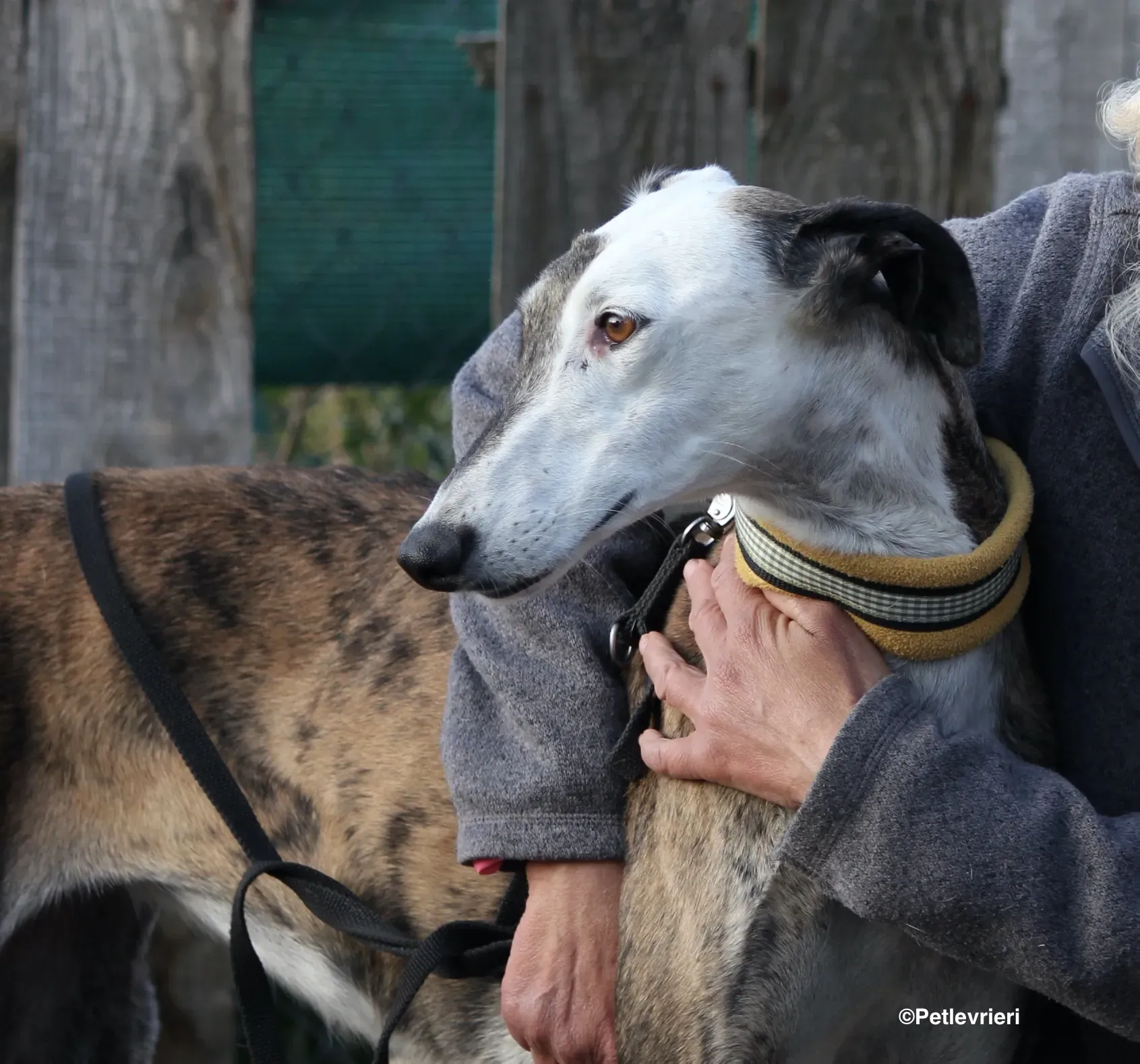 Bimba adozione levrieri galgo 24