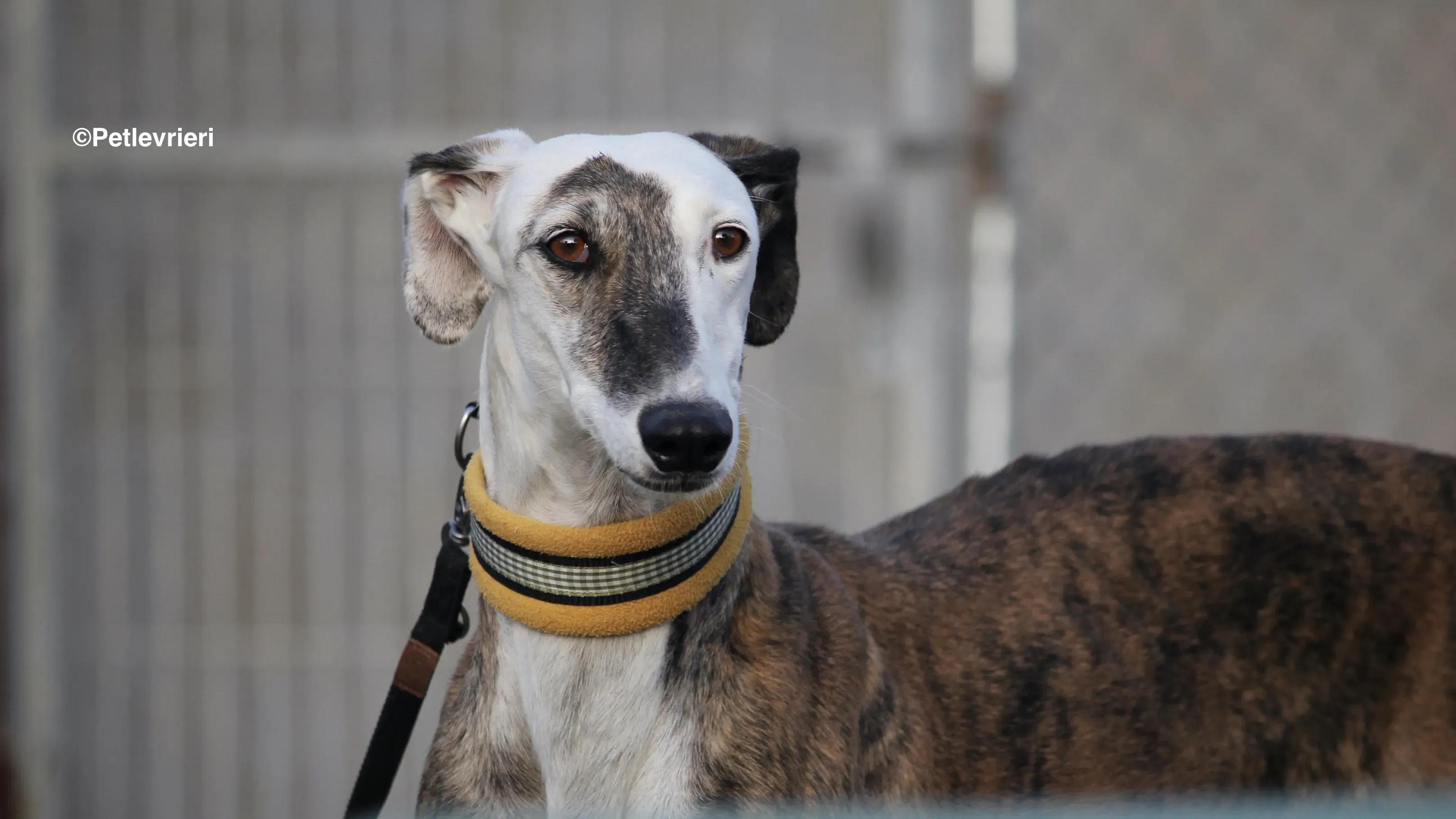 Bimba adozione levrieri galgo 25